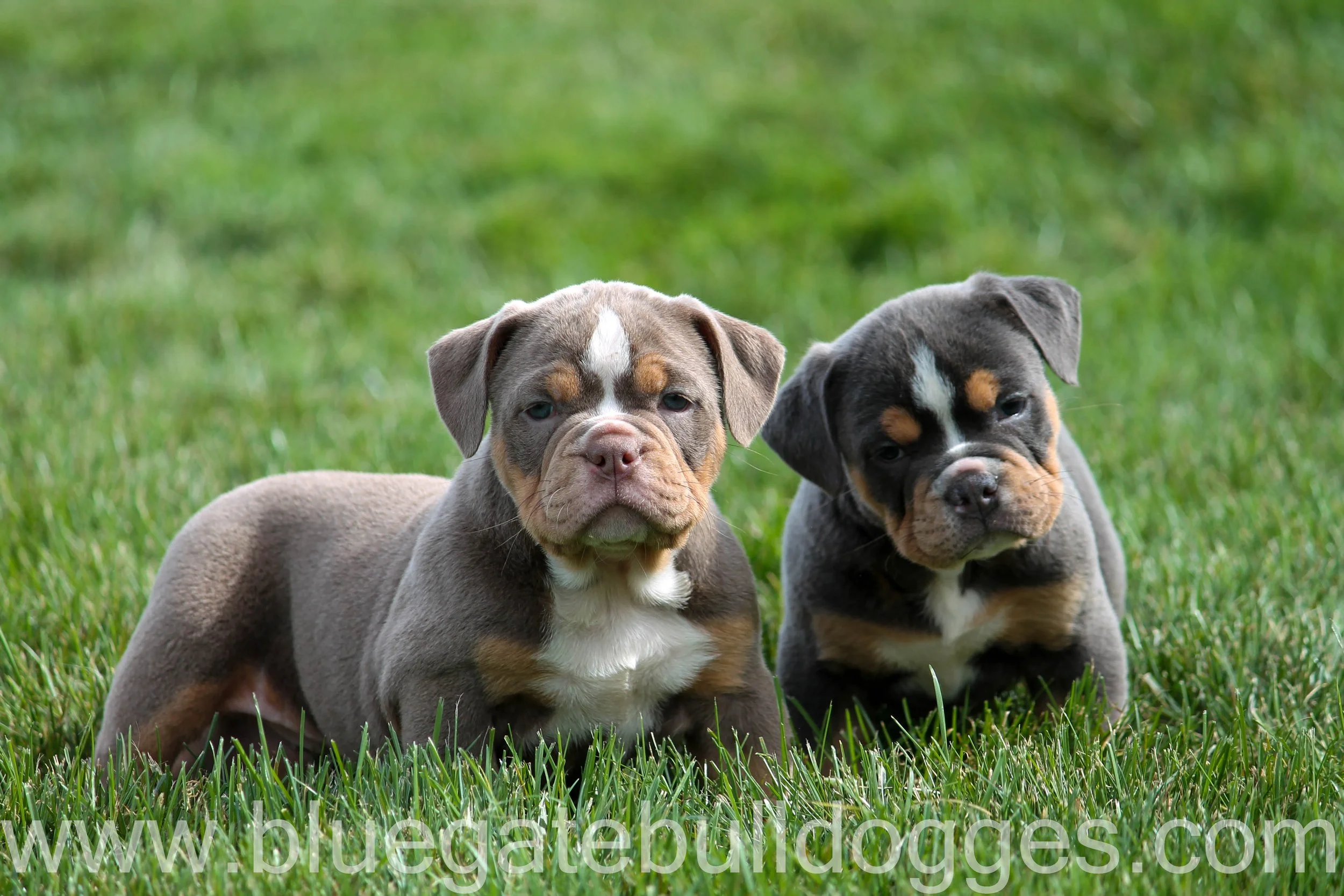 Lilac Tri Colour Bulldog Tri Colour Old Tyme English Bulldog Lilac