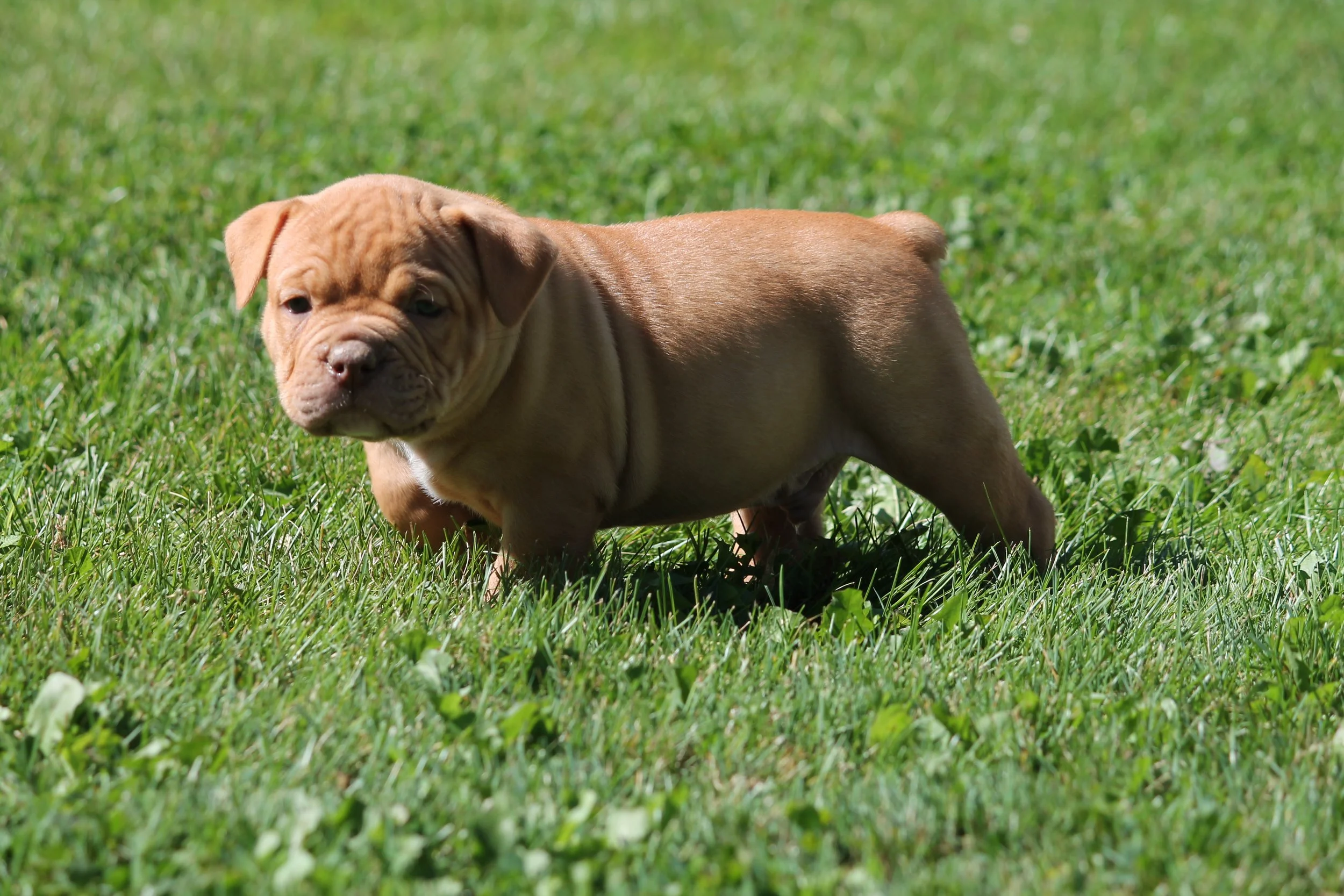 ARCHIE6WK (3).JPG