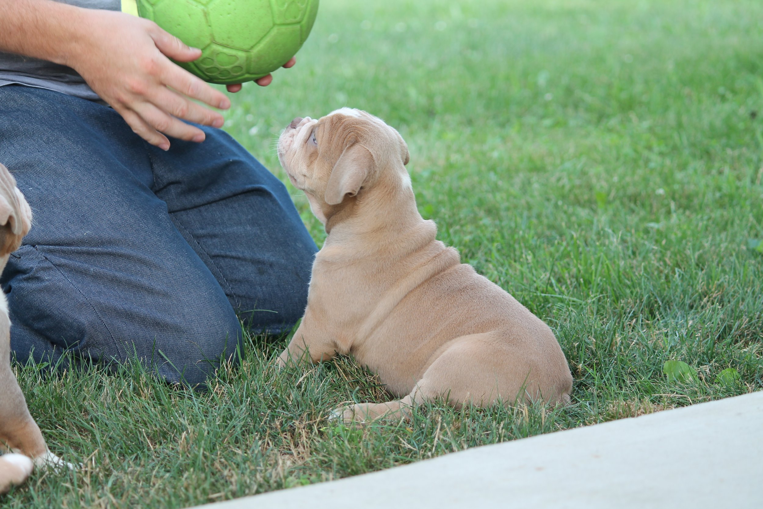 STELLA@8weeks (5).JPG