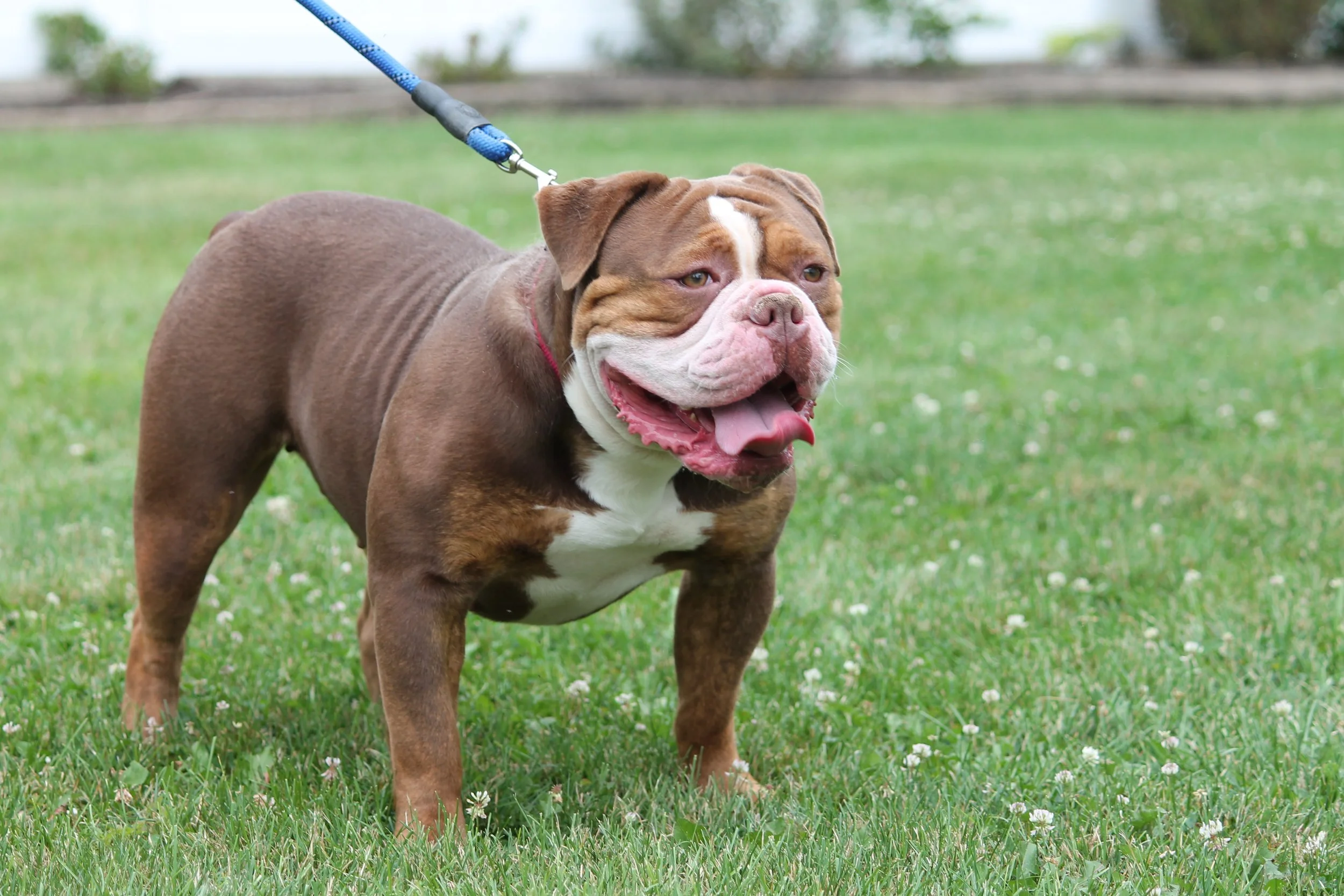 Brown and white bulldog in the yard, on a leash.