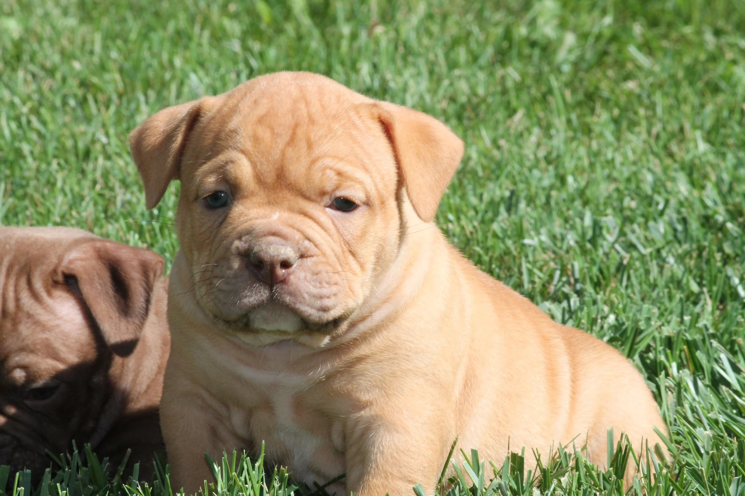 ARCHIE6WK.JPG