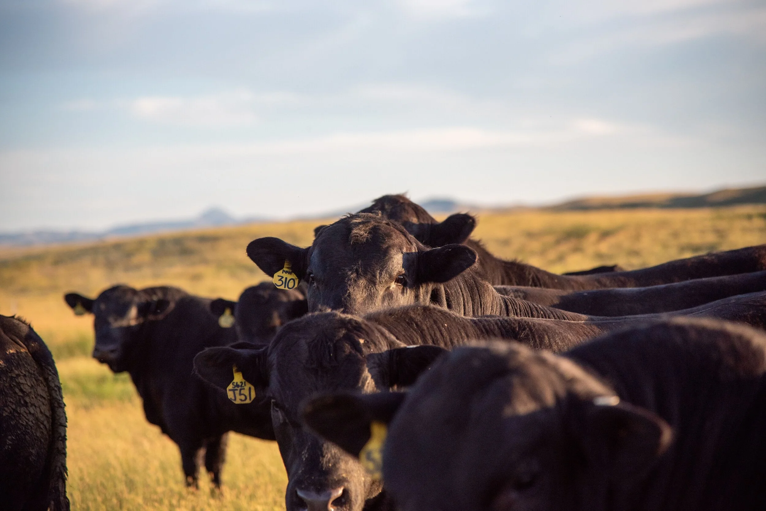 Shipwheel Cattle Company