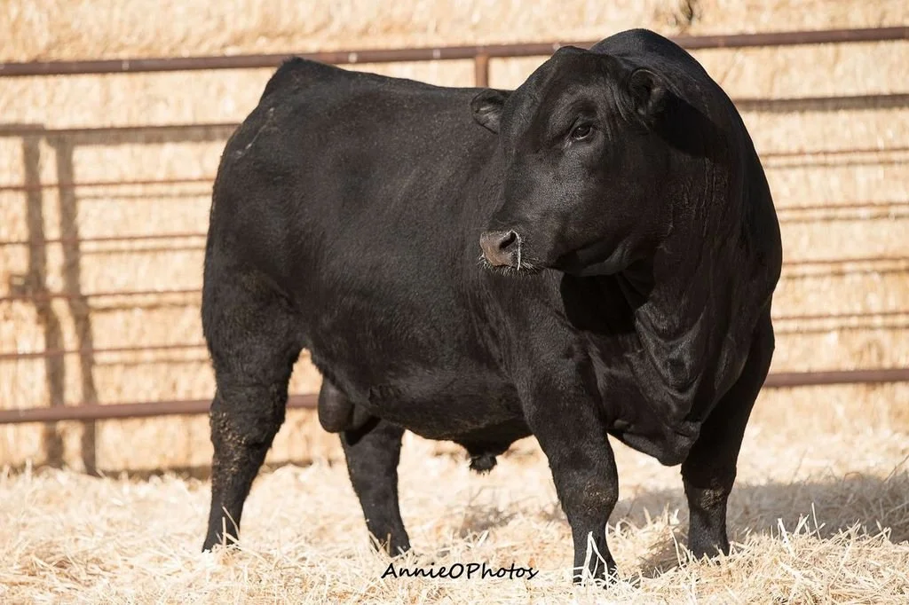 Shipwheel Herd Sires — Shipwheel Cattle Company