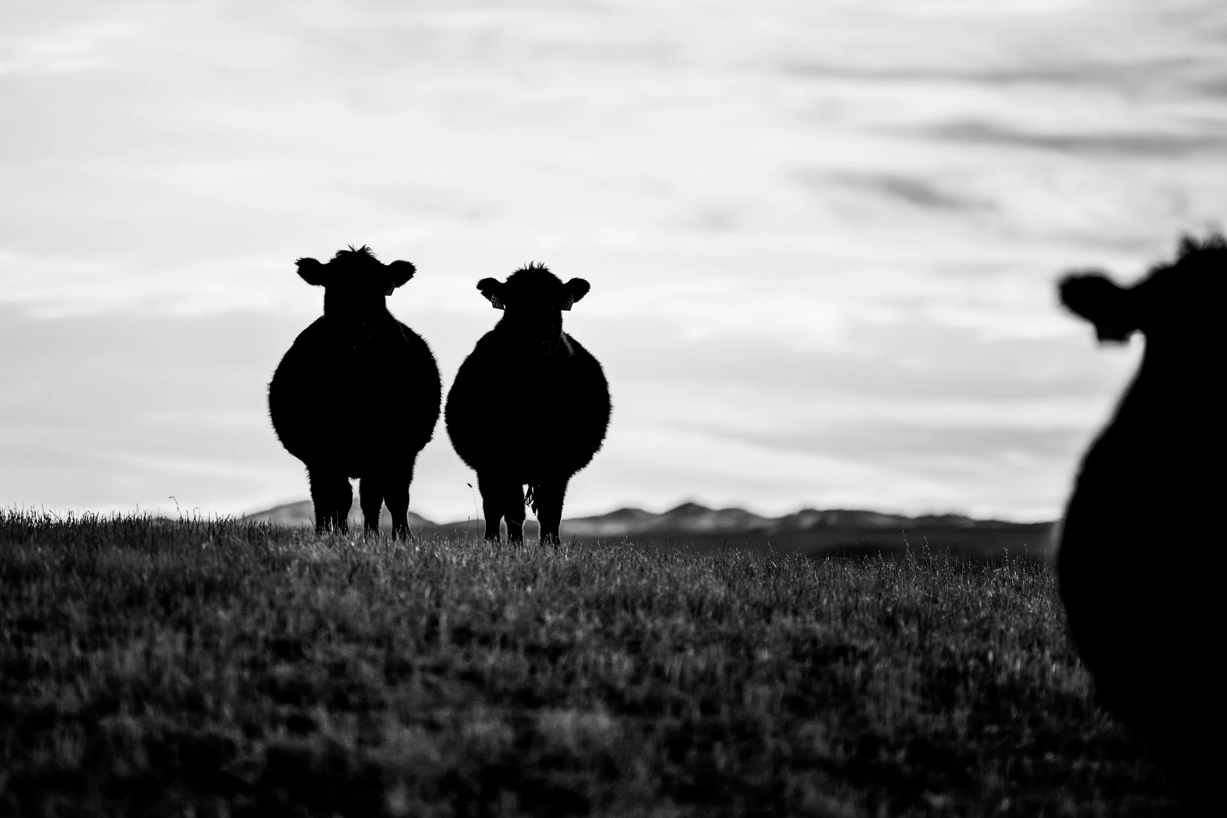 Shipwheel Cattle Company