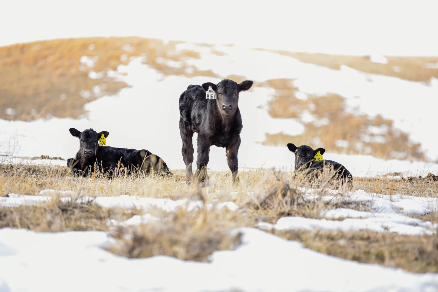 Contact Us — Shipwheel Cattle Company