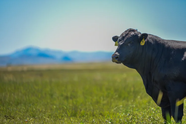 Shipwheel Herd Sires — Shipwheel Cattle Company