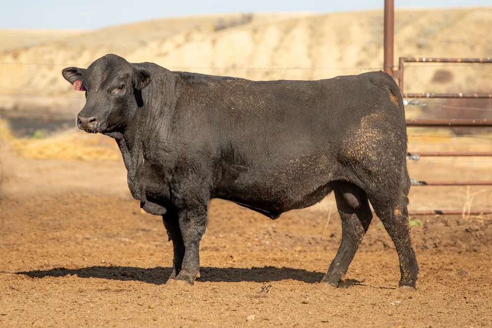 Shipwheel Cattle Company