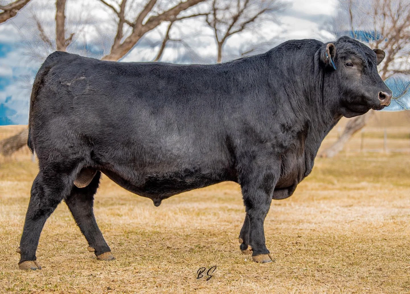 Shipwheel Herd Sires — Shipwheel Cattle Company