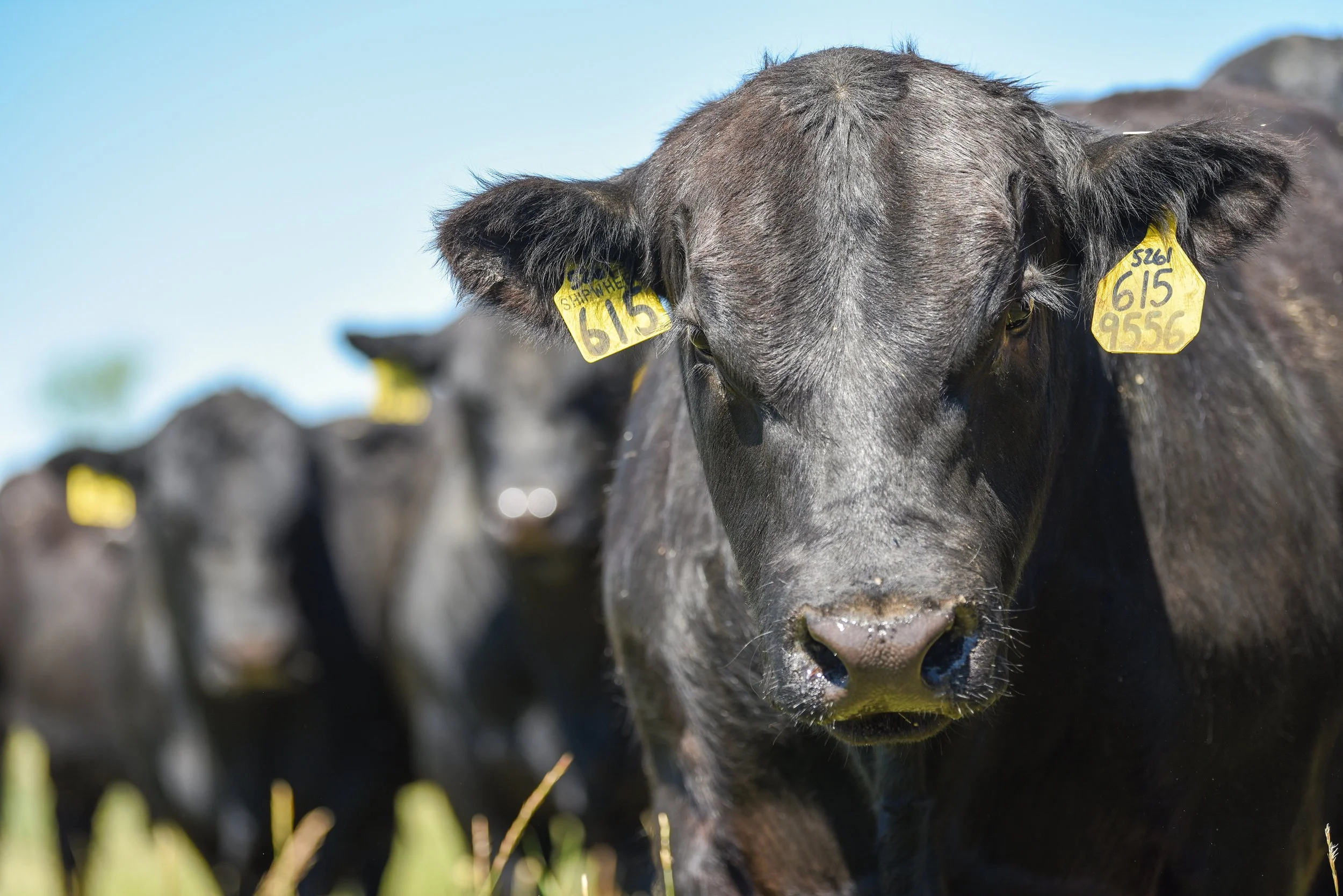 About Us — Shipwheel Cattle Company