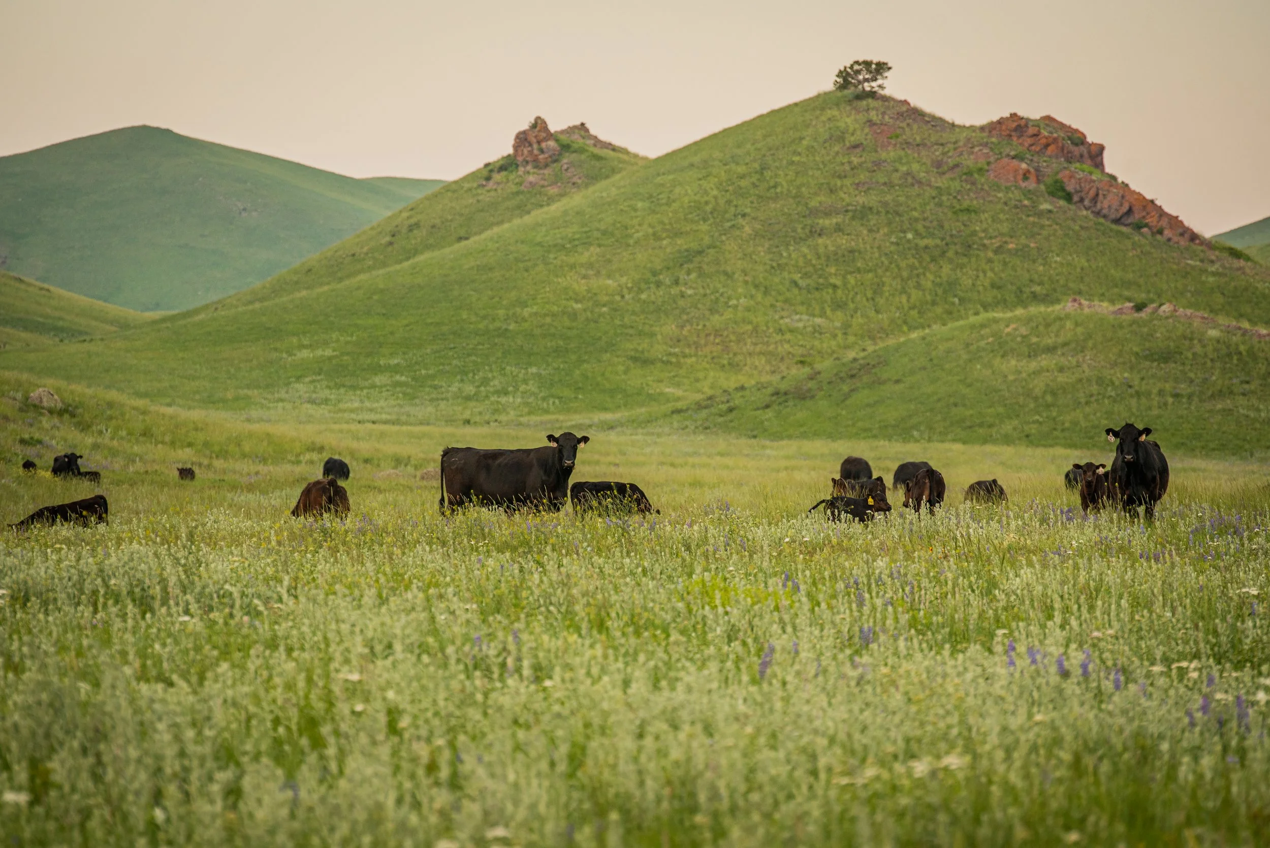 Shipwheel Cattle Company