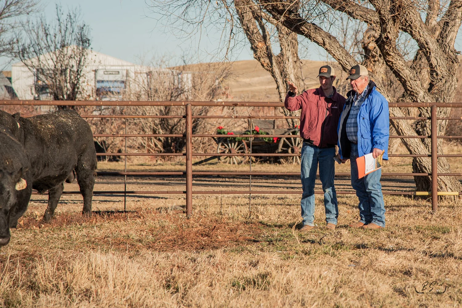 Shipwheel Cattle Company
