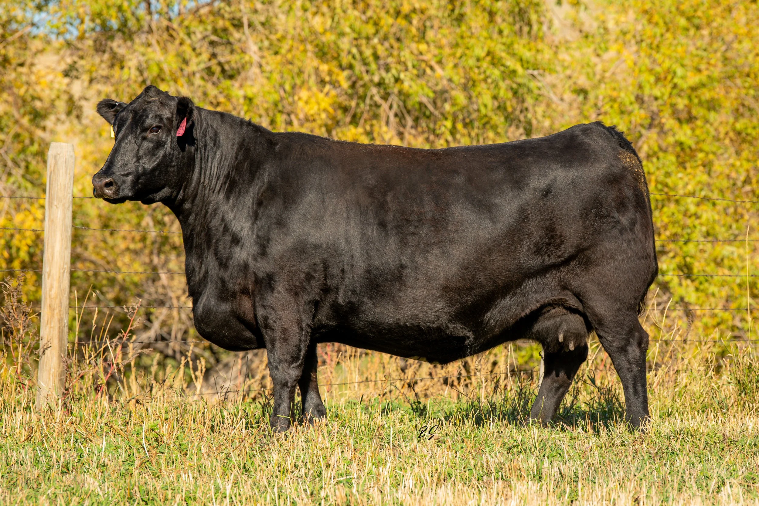 Shipwheel Dams and Donor Dams — Shipwheel Cattle Company