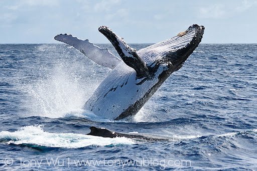 Health & Whaleness Biohacking Retreat