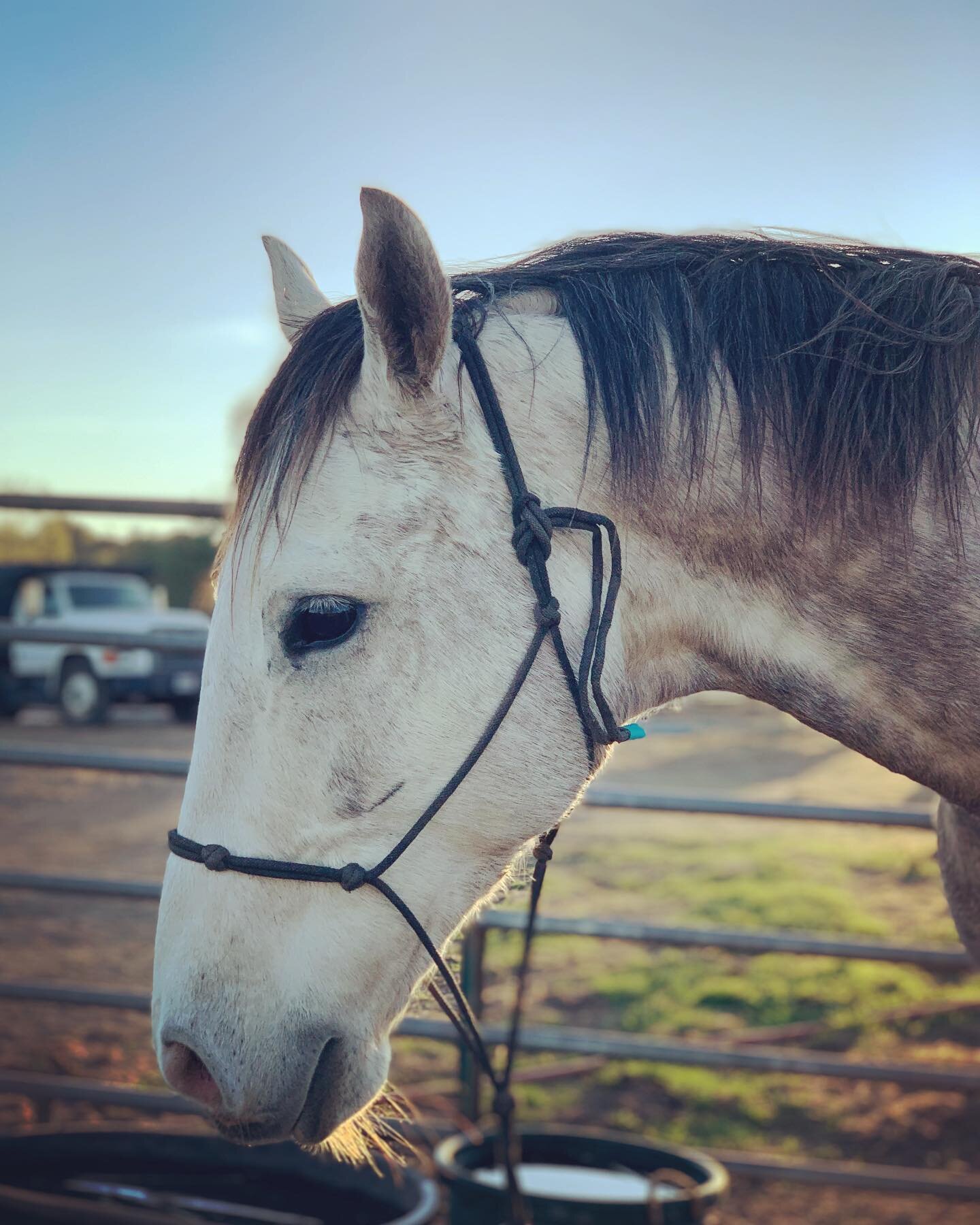 This handsome kid, The Bird... is here at #wild💚 #wildheartrestartranch for some #groundwork #libertytraining #roundpenwork and #trailertraining for the next 30 days. He has been quite an interesting character to work with the last couple of days &a