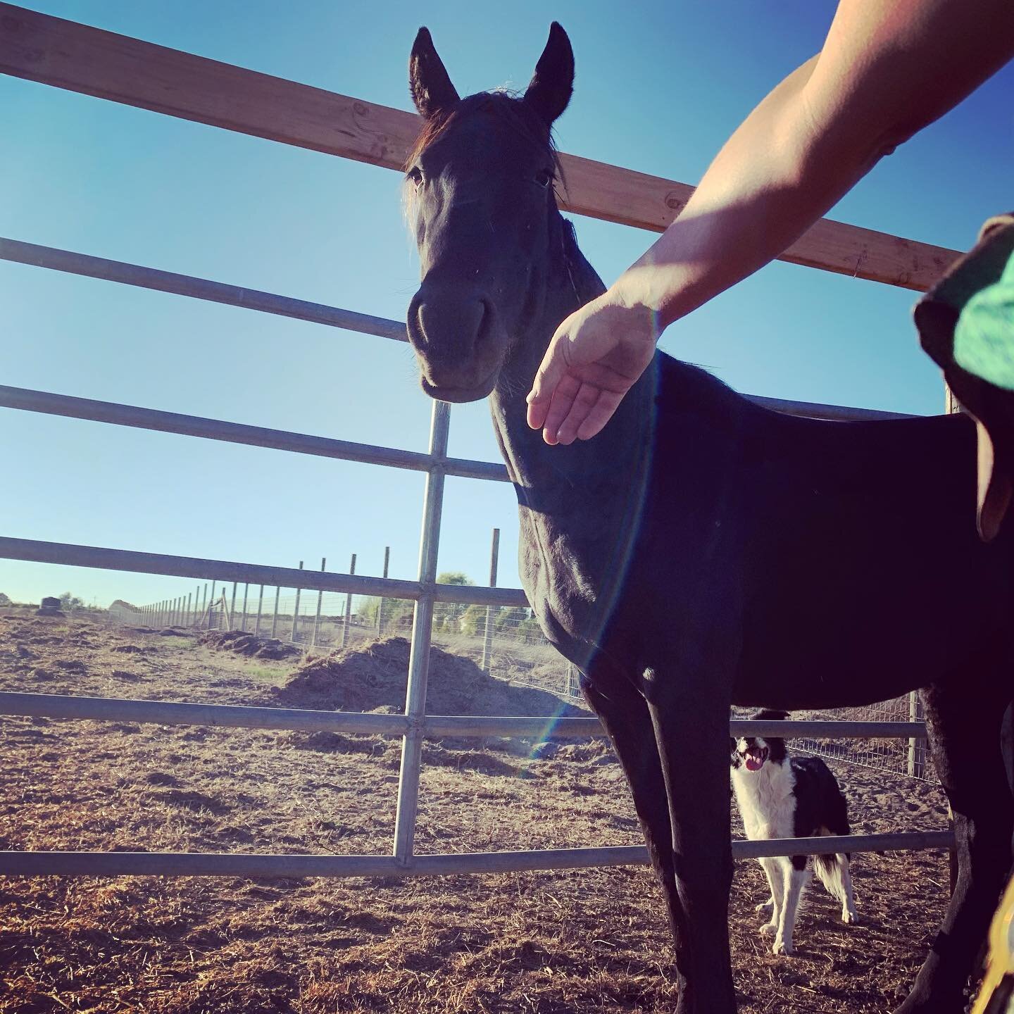 Meet DARLA. Quiet, inquisitive, who is a good eater with great feet and a wonderful mind. Tomorrow we will aim for getting a halter on this pretty lady. 💚🐴 #titled #blmmustang #wildheartrestartranch #wild💚  #Cotati both ladies will be up for adopt