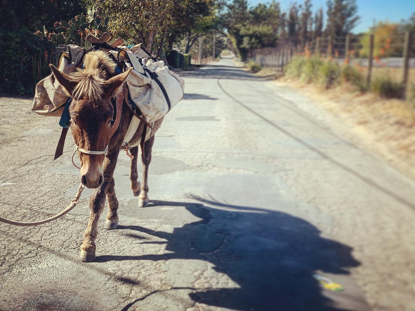 #Ernie takes his debut stroll around the neighbor with his pack saddle as we delivered some grain that was donated to #wildheartrestartranch and we packed it over to @flat_broke_farm to pass it on. #minimule #killpenkid #hesthebest #packmule Friday&r