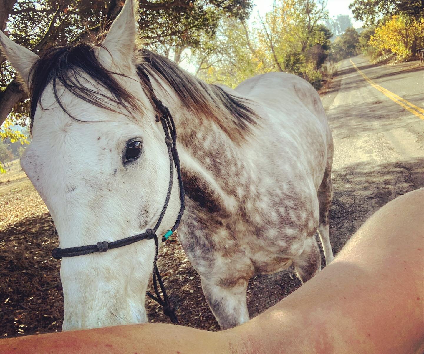 Took a little cruise down our dead end road to work on some separation anxiety from seeing other ponies, ground work, and getting exercise! #ottb #wild💚 #wild💚project #wildheartrestartranch #wildtomild #trustandrespect