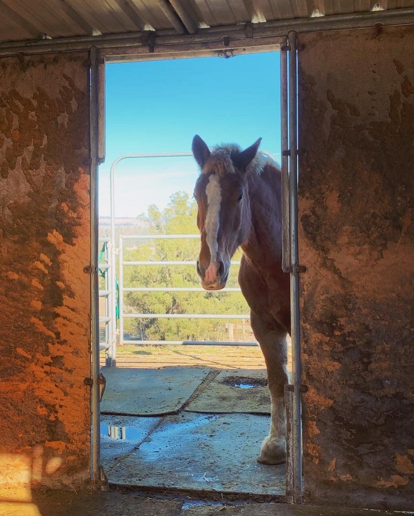 Waffles! Info in photo 💚🤠🐴