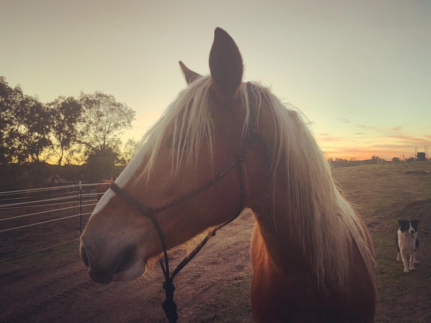Sunset walk around @wildheartrestartranch with this beauty #dolli #blmmustang #availableforadoption shes a 2 year old who is ready for her person. She&rsquo;s a smart cookie, stands about 13.2-13.3h, not reactive, loves to please and then some. Conta