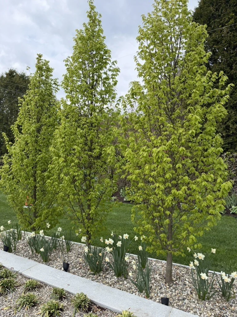 Columnar hornbeams underplanted with daffodils in a gravel bed with a stone edge.