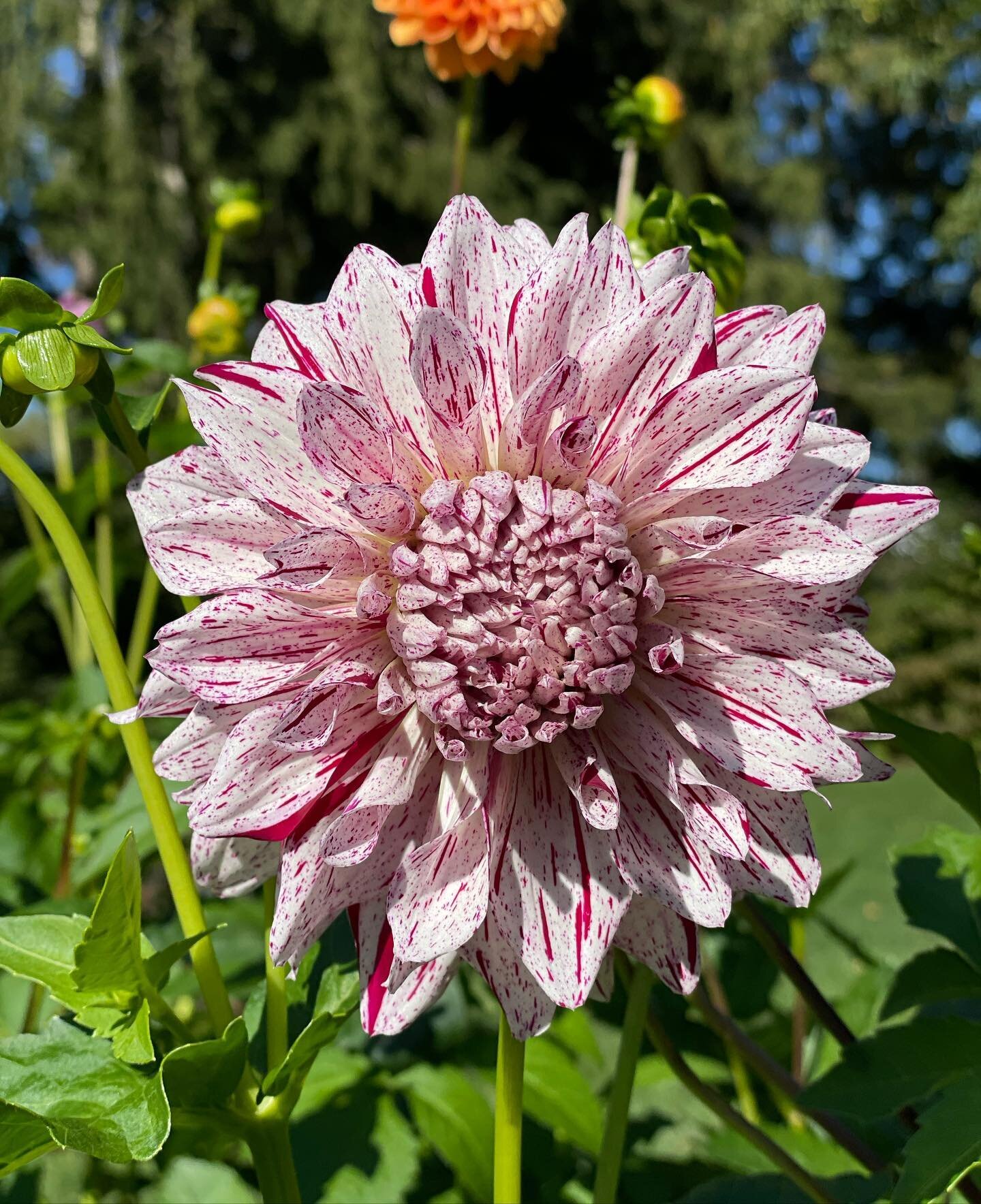 Surprise! Never saw this gorgeous dahlia before, I am obsessed. Happy Weekend! #flowerstagram #dahlias #landscapedesigner #gardendesign