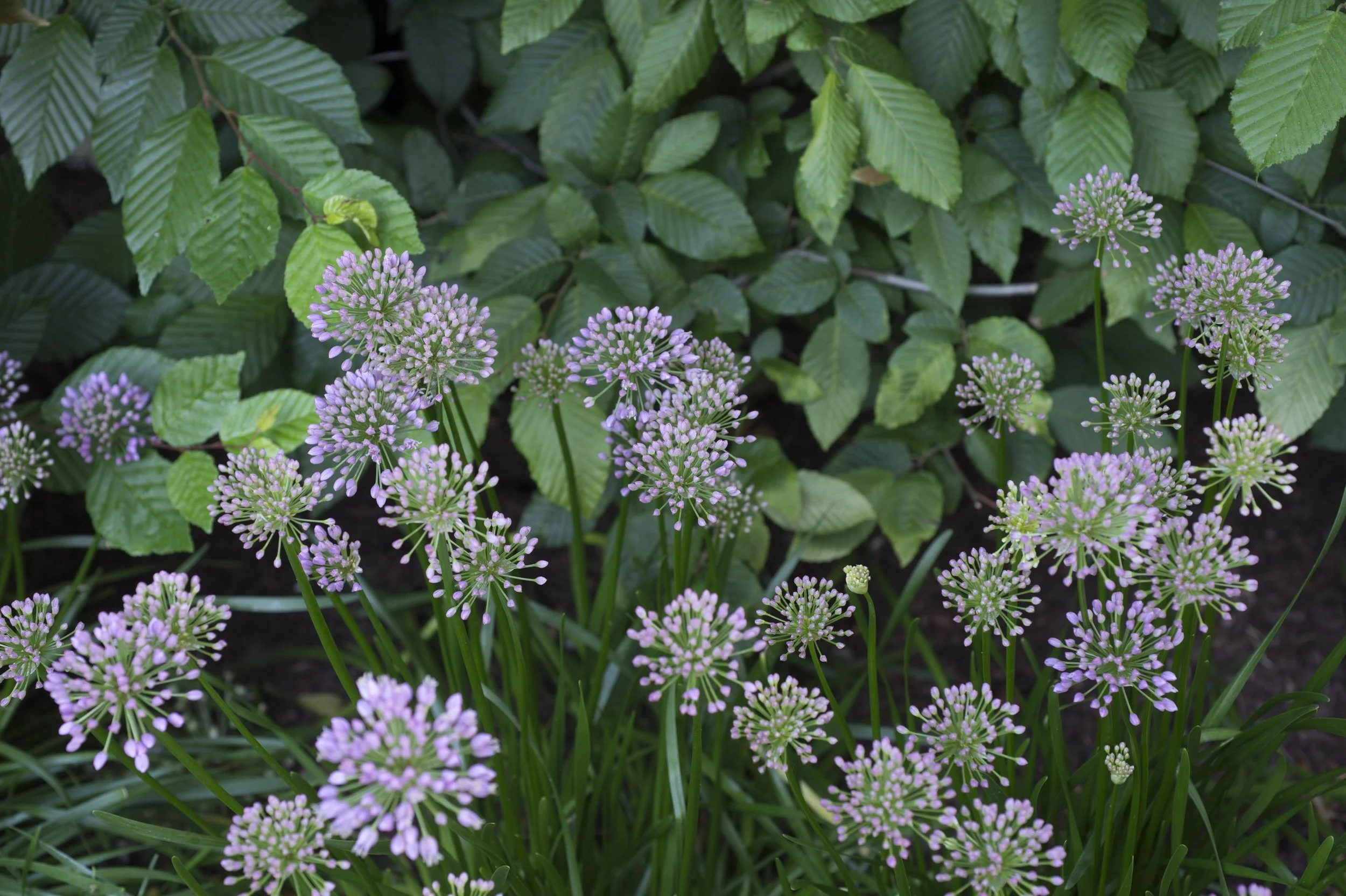 Close-up of purple allium blooms among green foliage