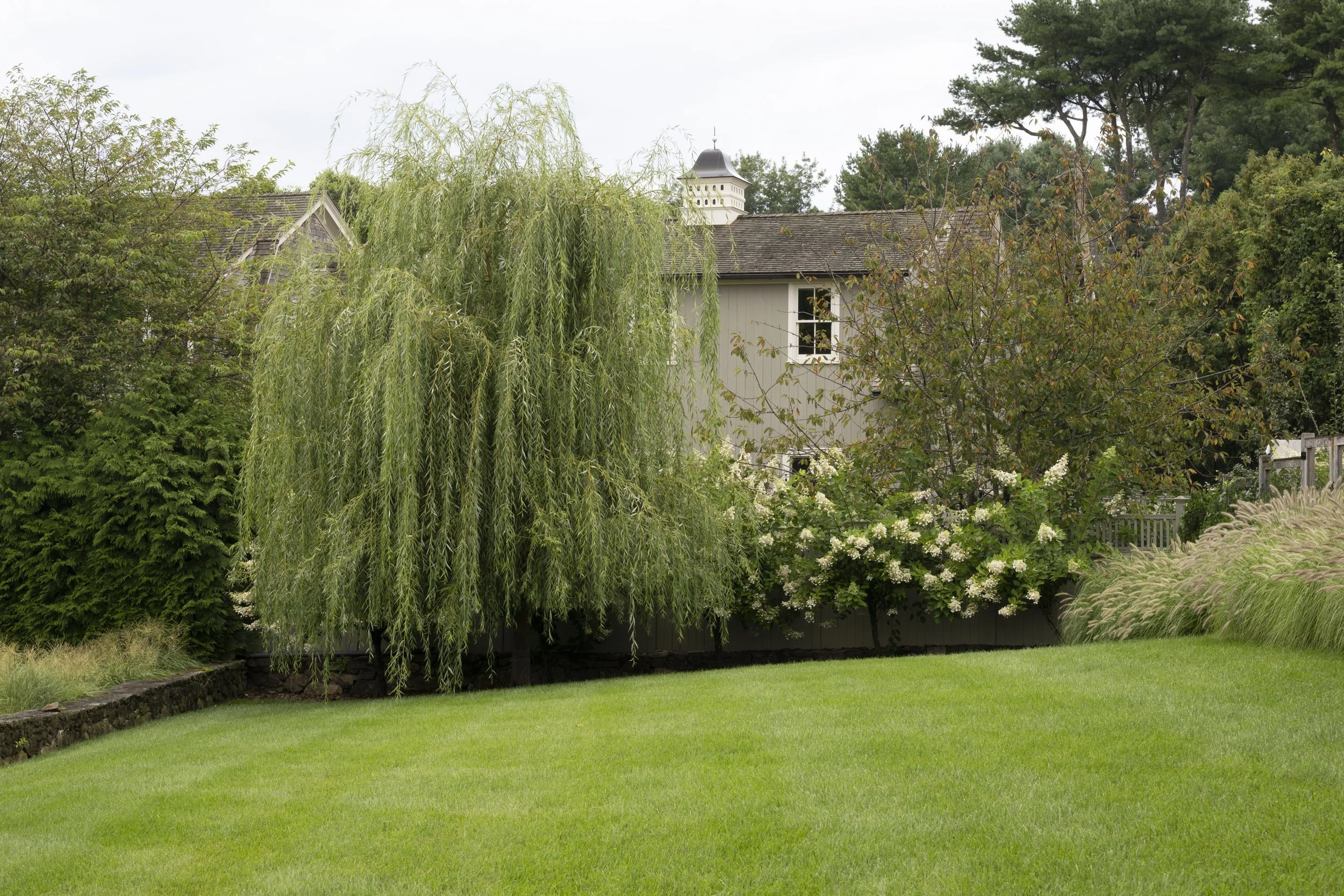 A weeping willow at the edge of a broad lawn, with white hydrangeas and grasses along the border.