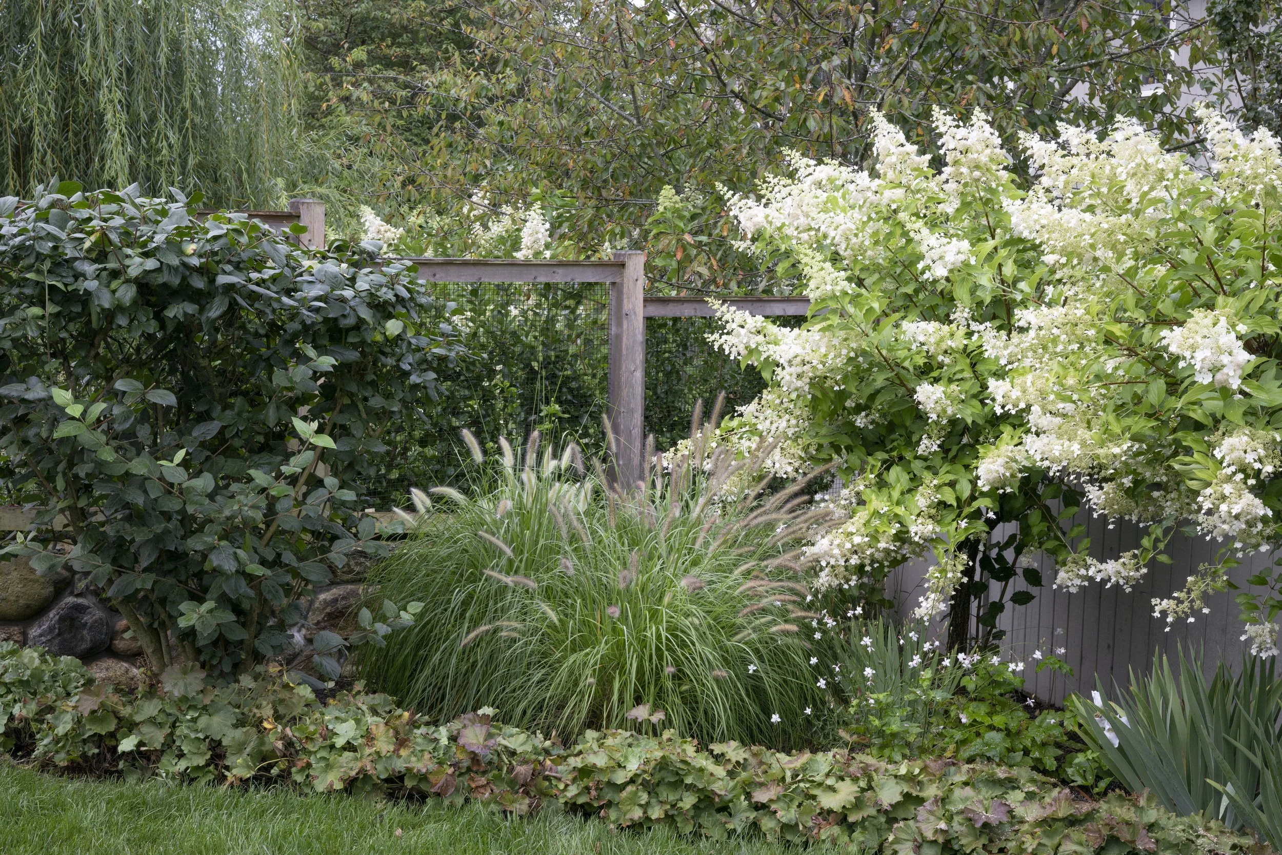 A lush garden scene with various green plants and bushes, including white flowering shrubs, a wooden fence, and a backdrop of trees and bushes.