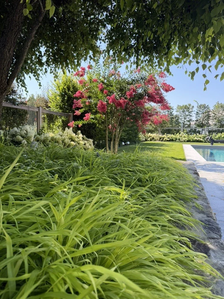Golden Hakonechloa along the pool coping, with a crape myrtle and white hydrangeas beyond.