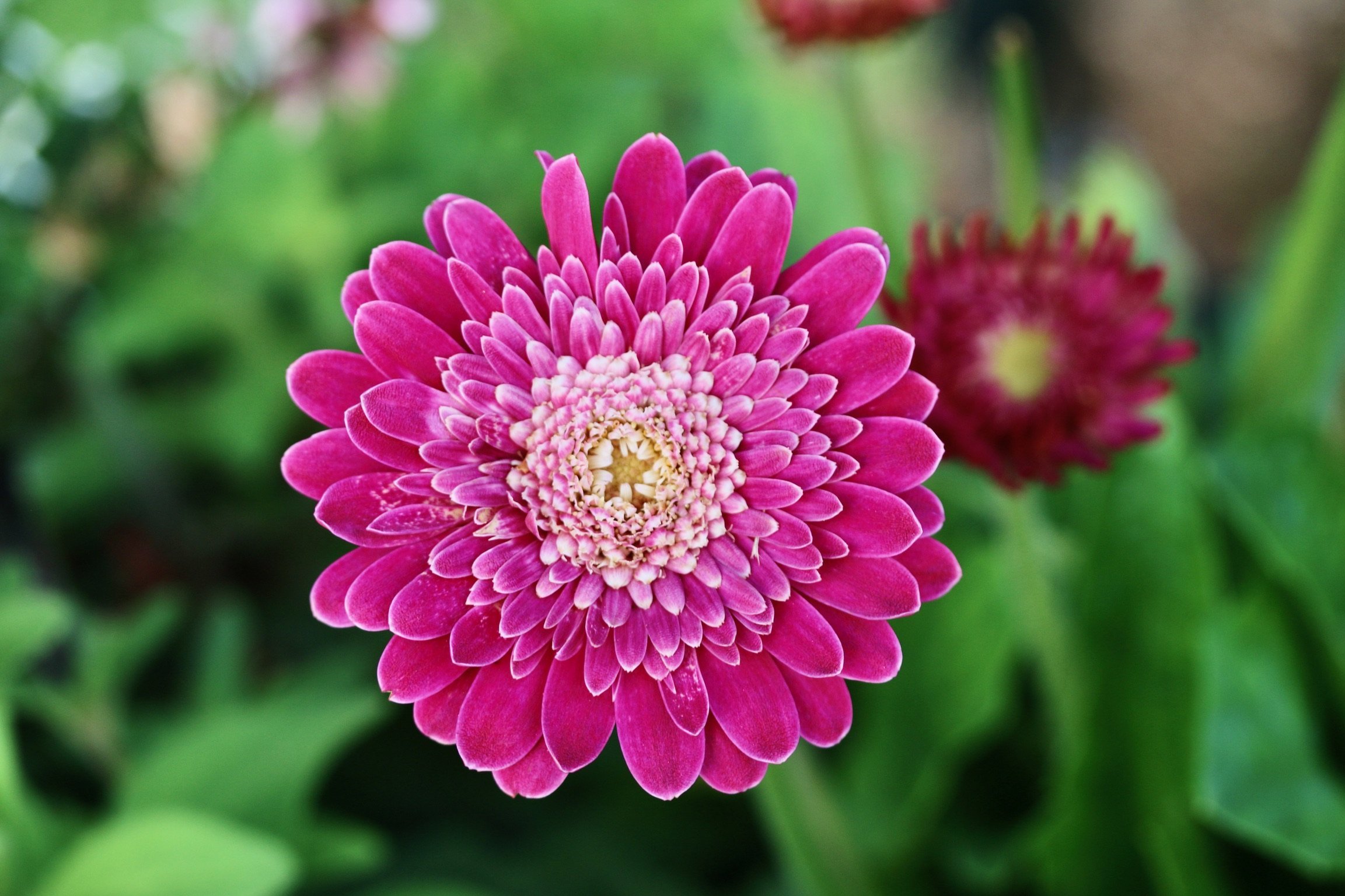 Close-up of a magenta gerbera daisy