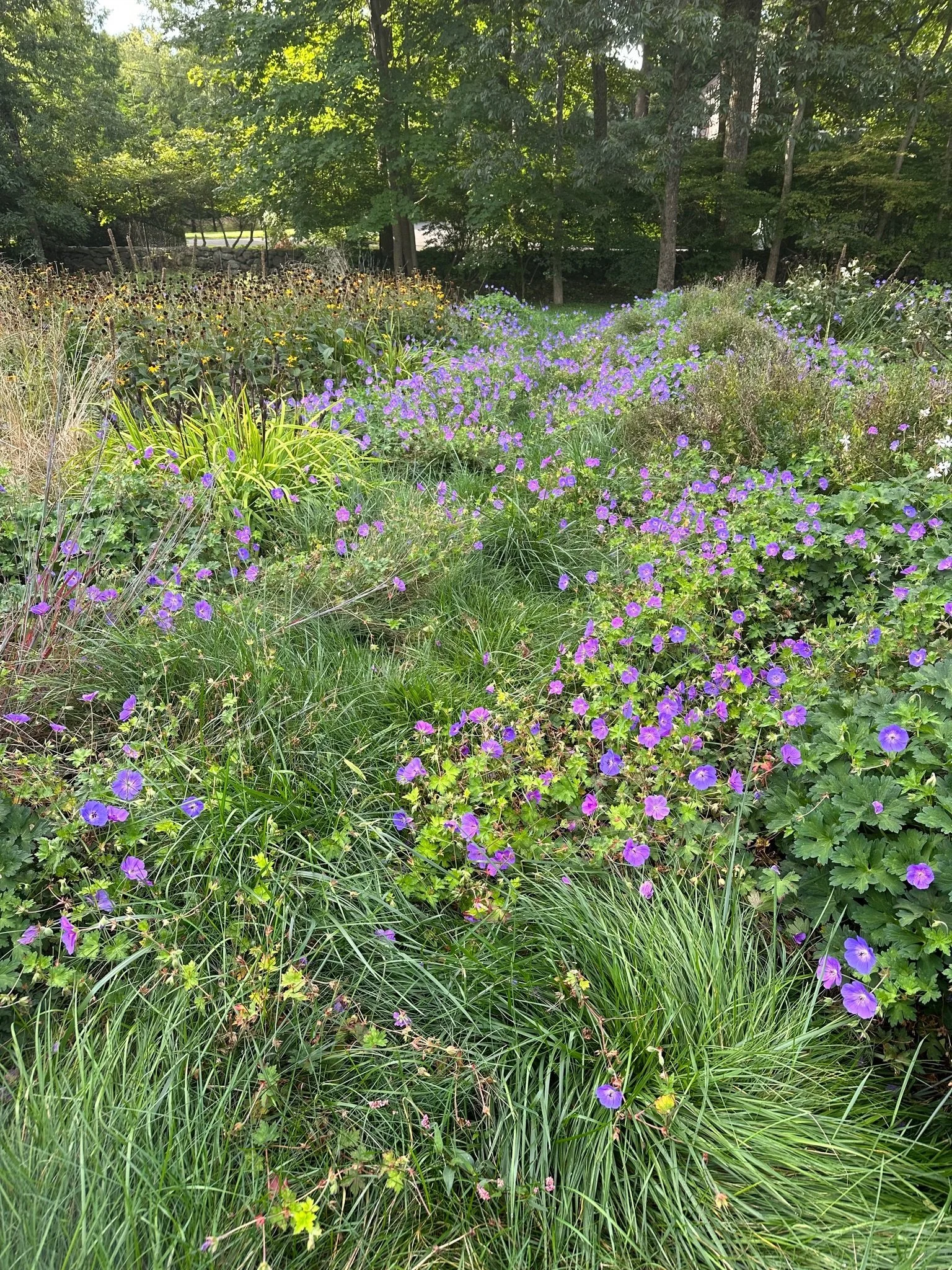 Vibrant garden with purple, yellow, and white wildflowers, lush green grass, and tall trees in the background.
