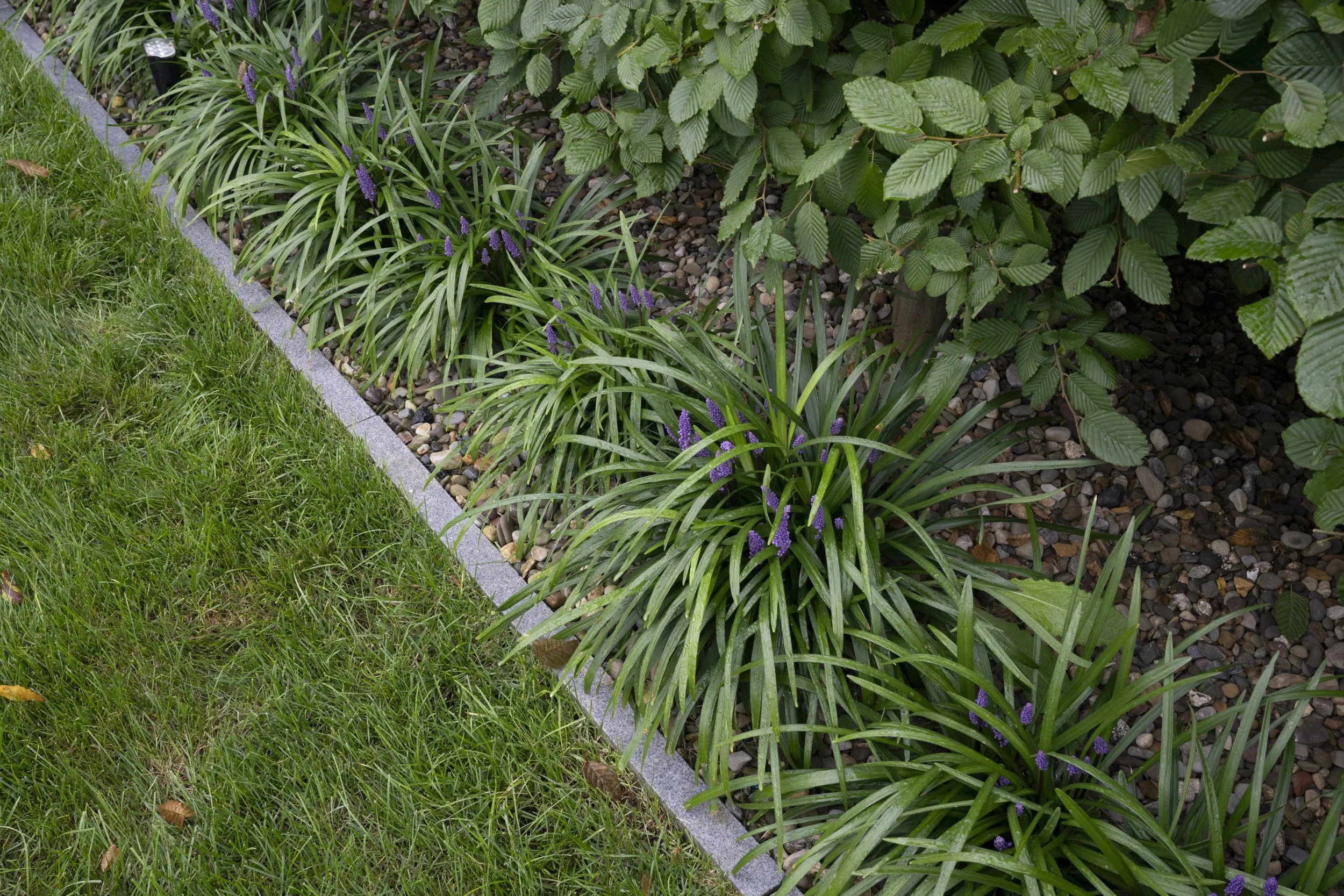 Liriope and hornbeam planting along a stone edge beside the lawn.
