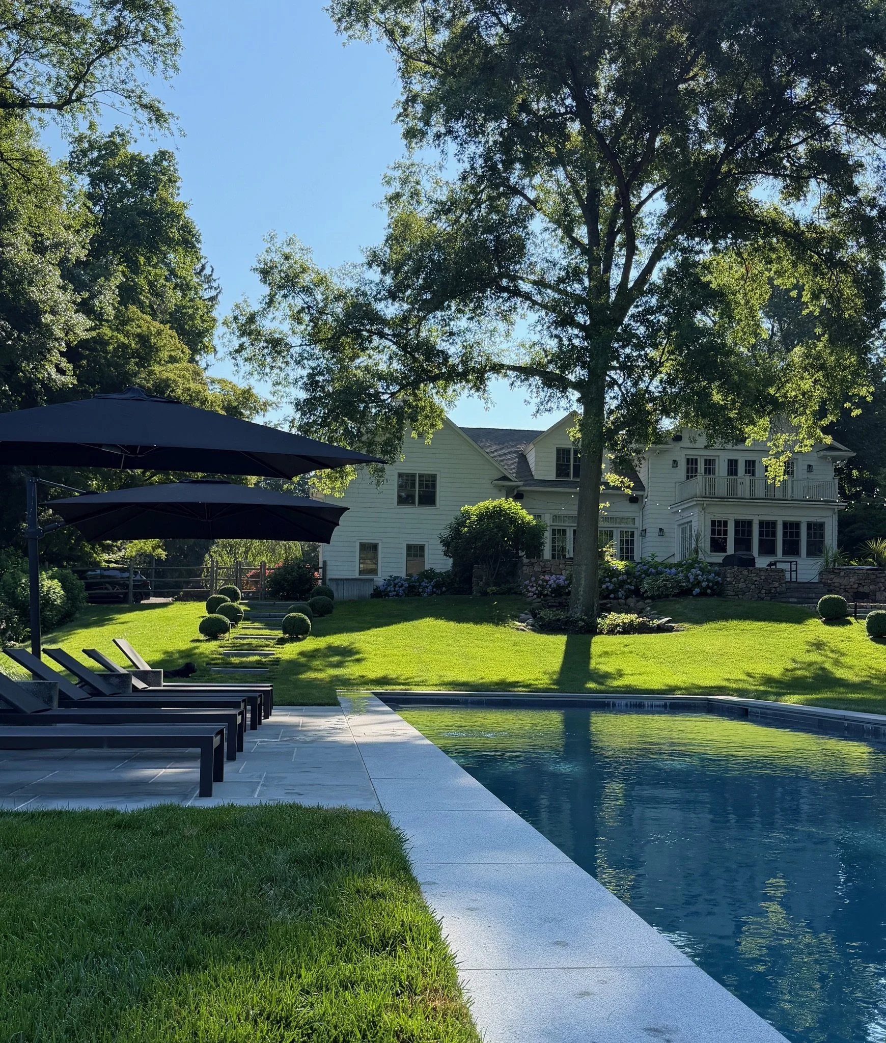 A backyard with a swimming pool, lounge chairs, large umbrellas, lush green grass, a big tree, and a white house in the background under a clear blue sky.