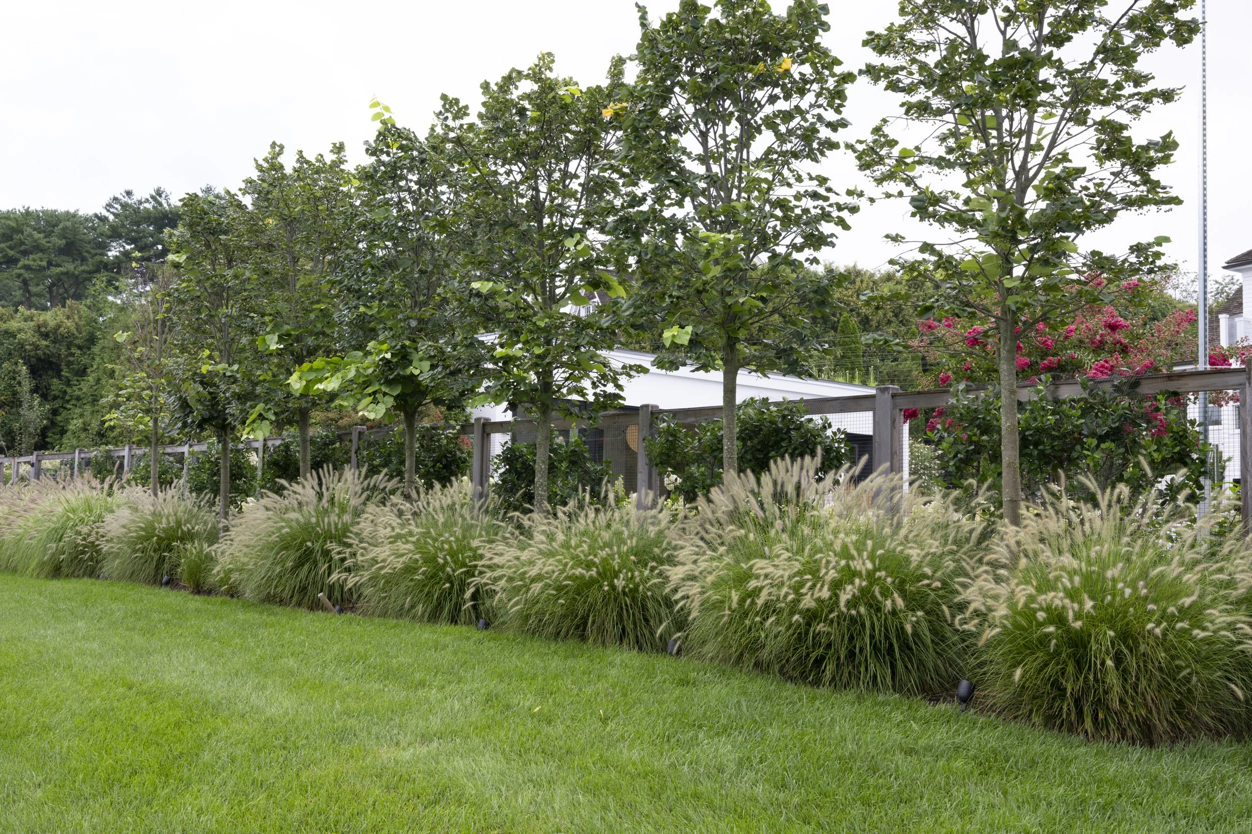 An allée of trees along the fence, underplanted with a long drift of ornamental grasses at the edge of the lawn.