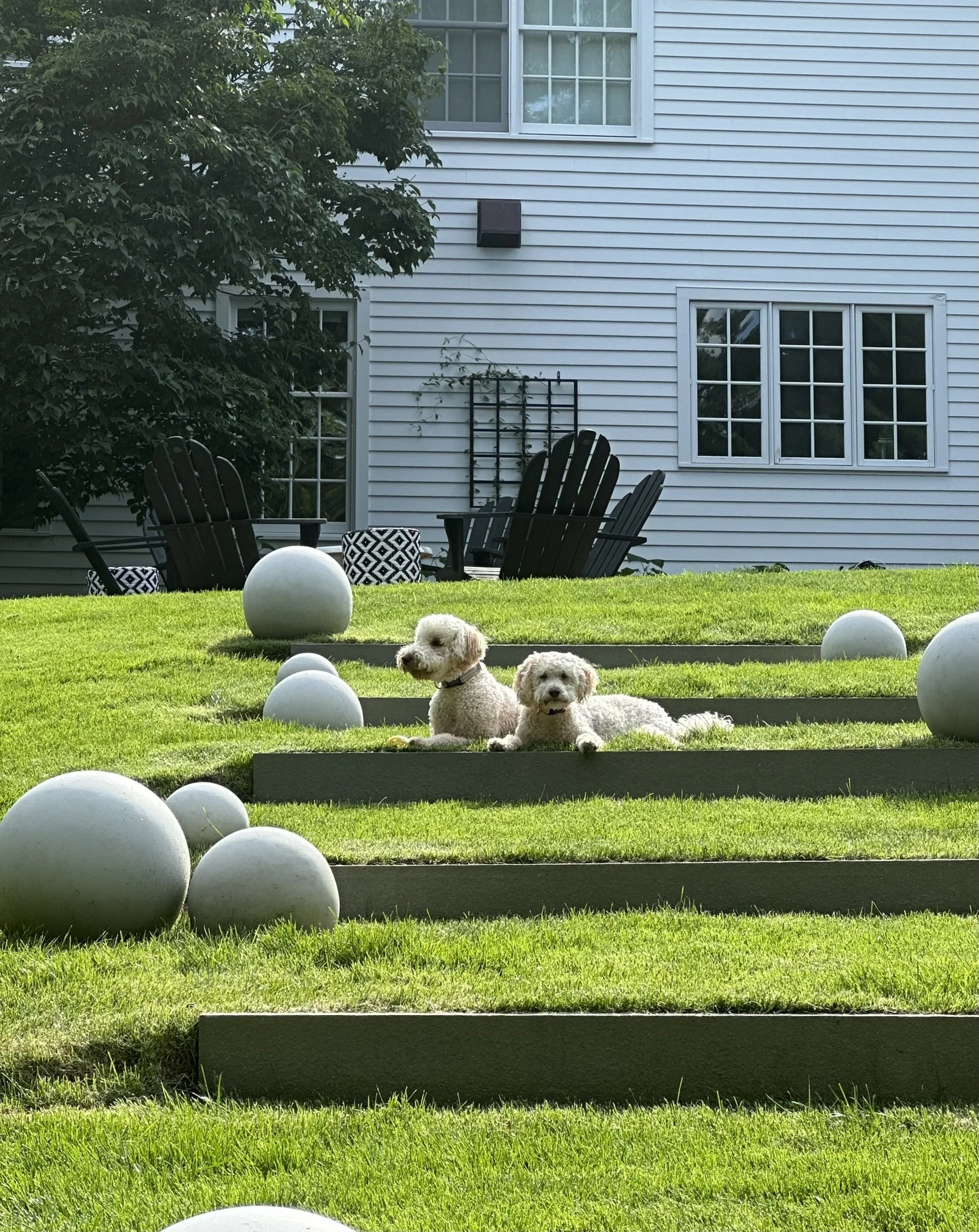 Two small white dogs resting on grass steps among stone spheres