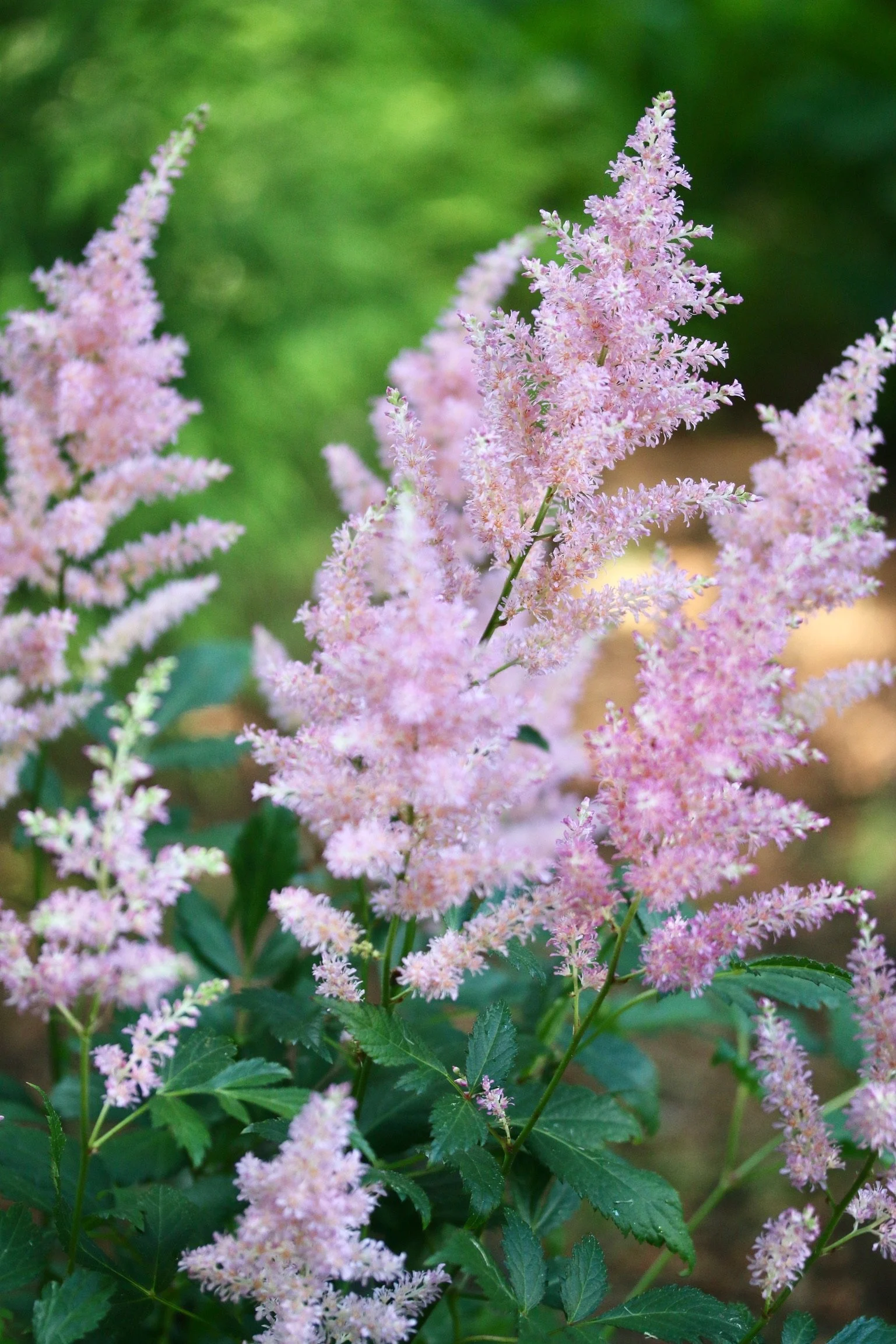 Close-up of pink astilbe plumes