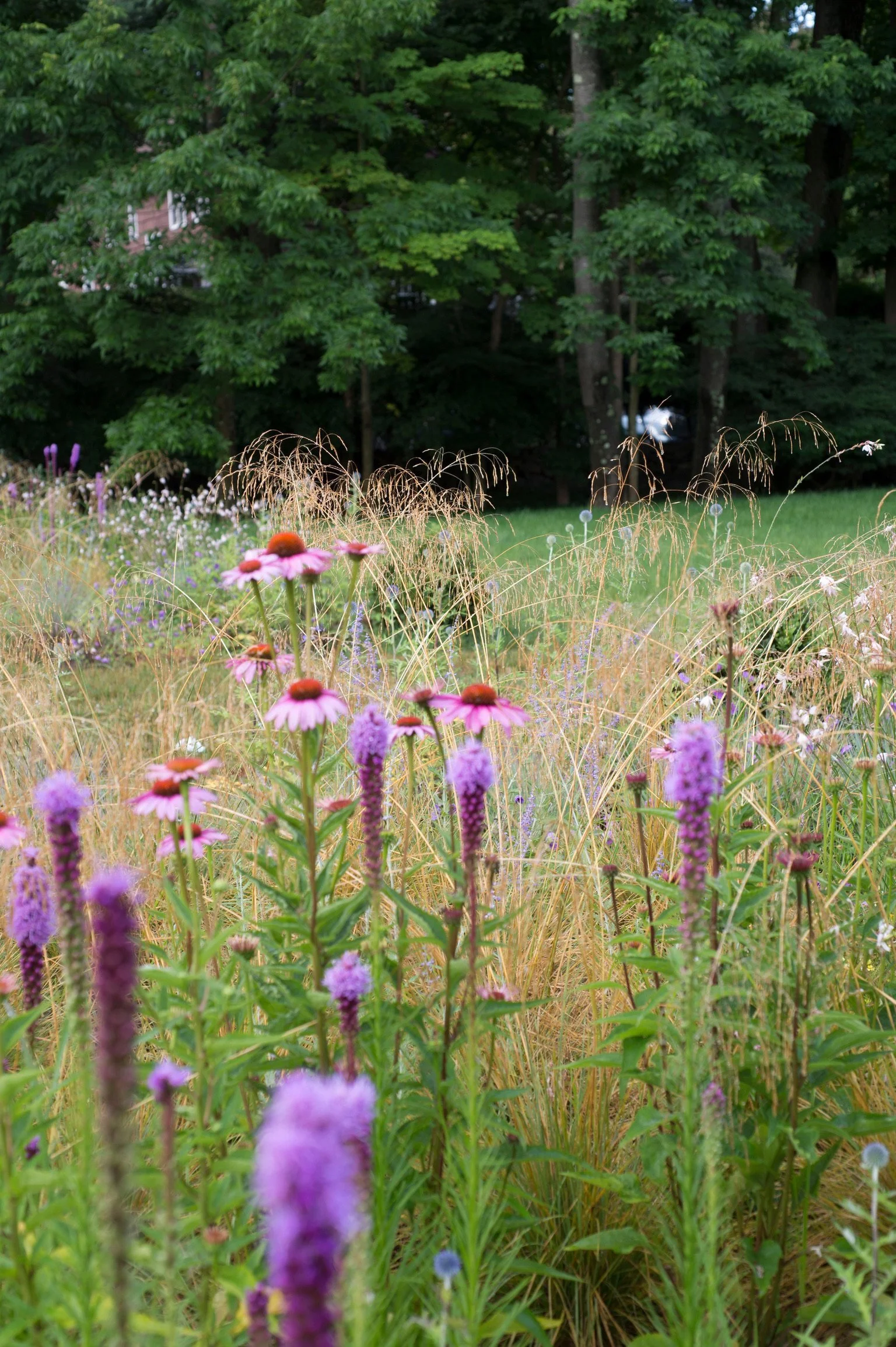 A garden with purple and pink flowers in the foreground, tall grasses, and a dense green tree line in the background.