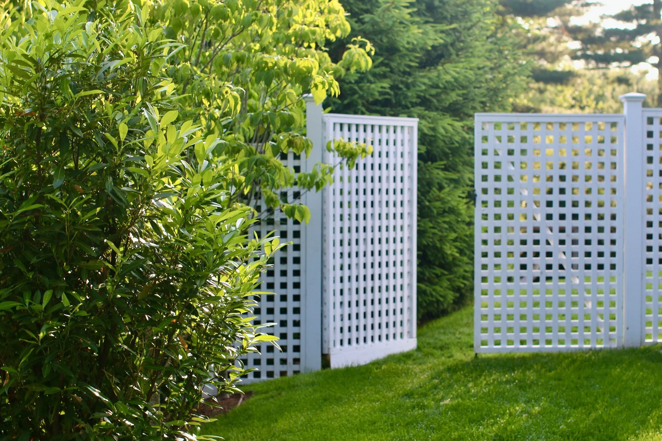 White lattice garden gate set into lush green planting