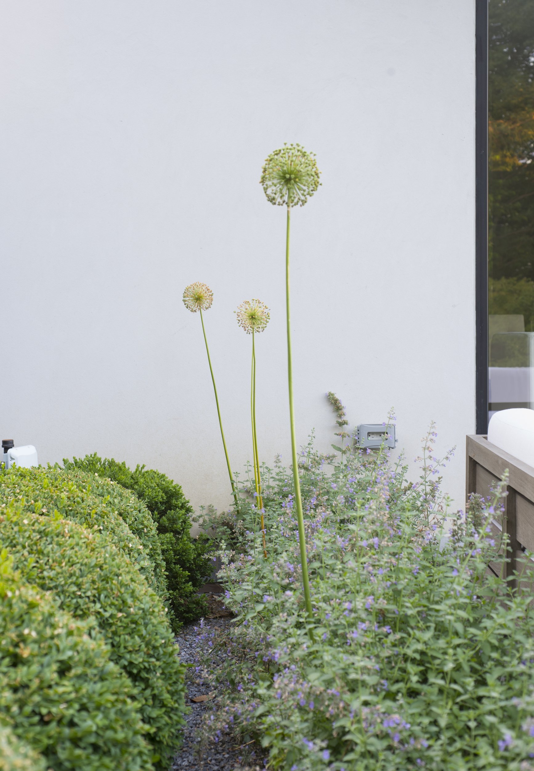Allium rising above a low mounded planting against a white wall