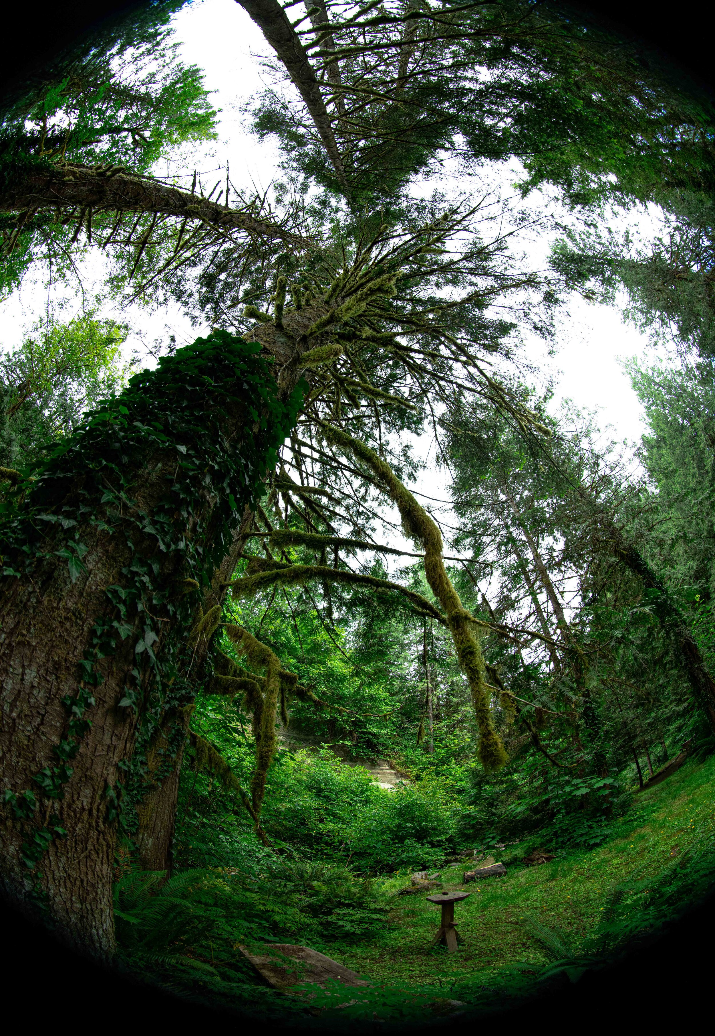 Washington State Old Growth Forest