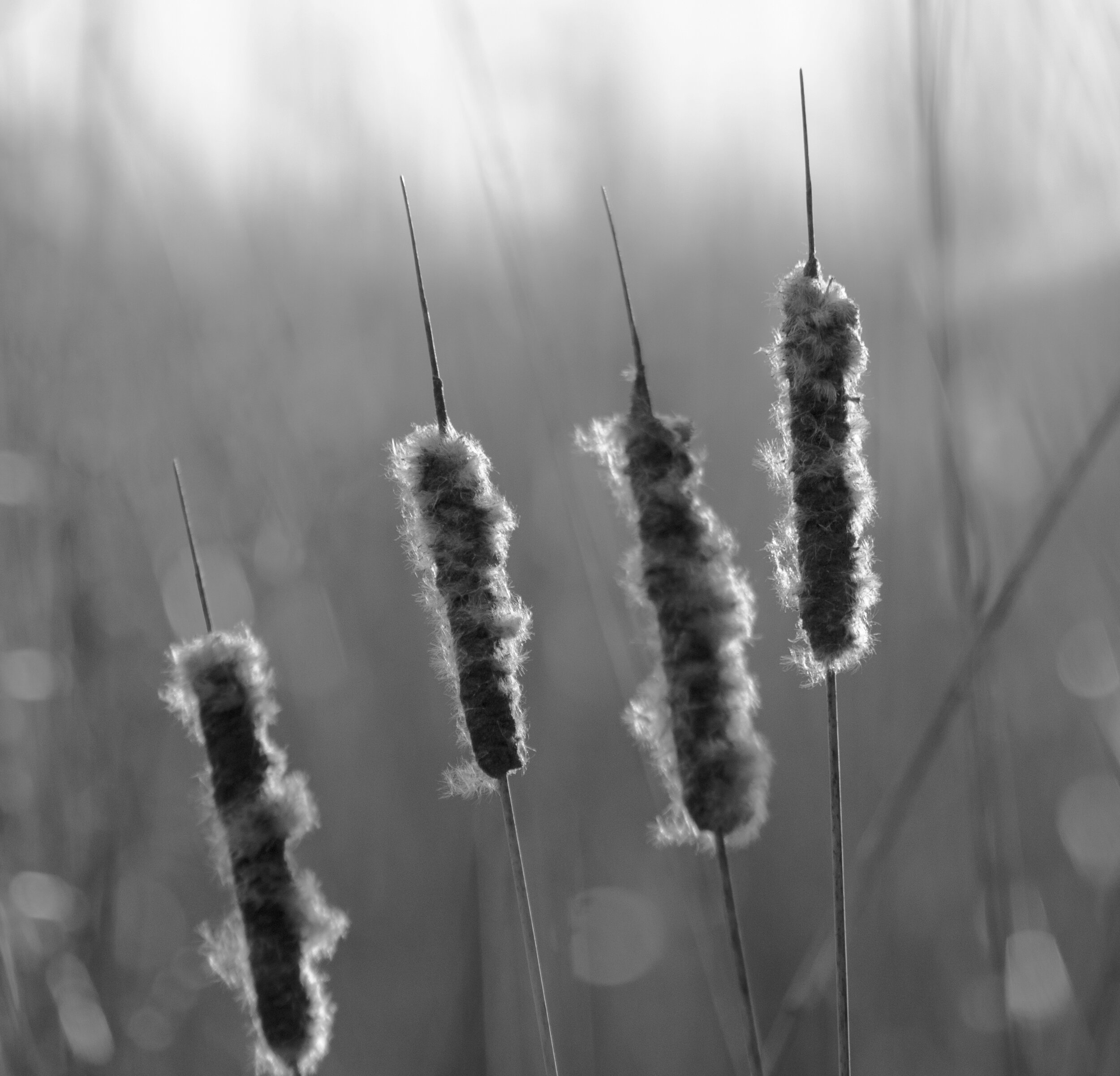 Cattail Family.jpg