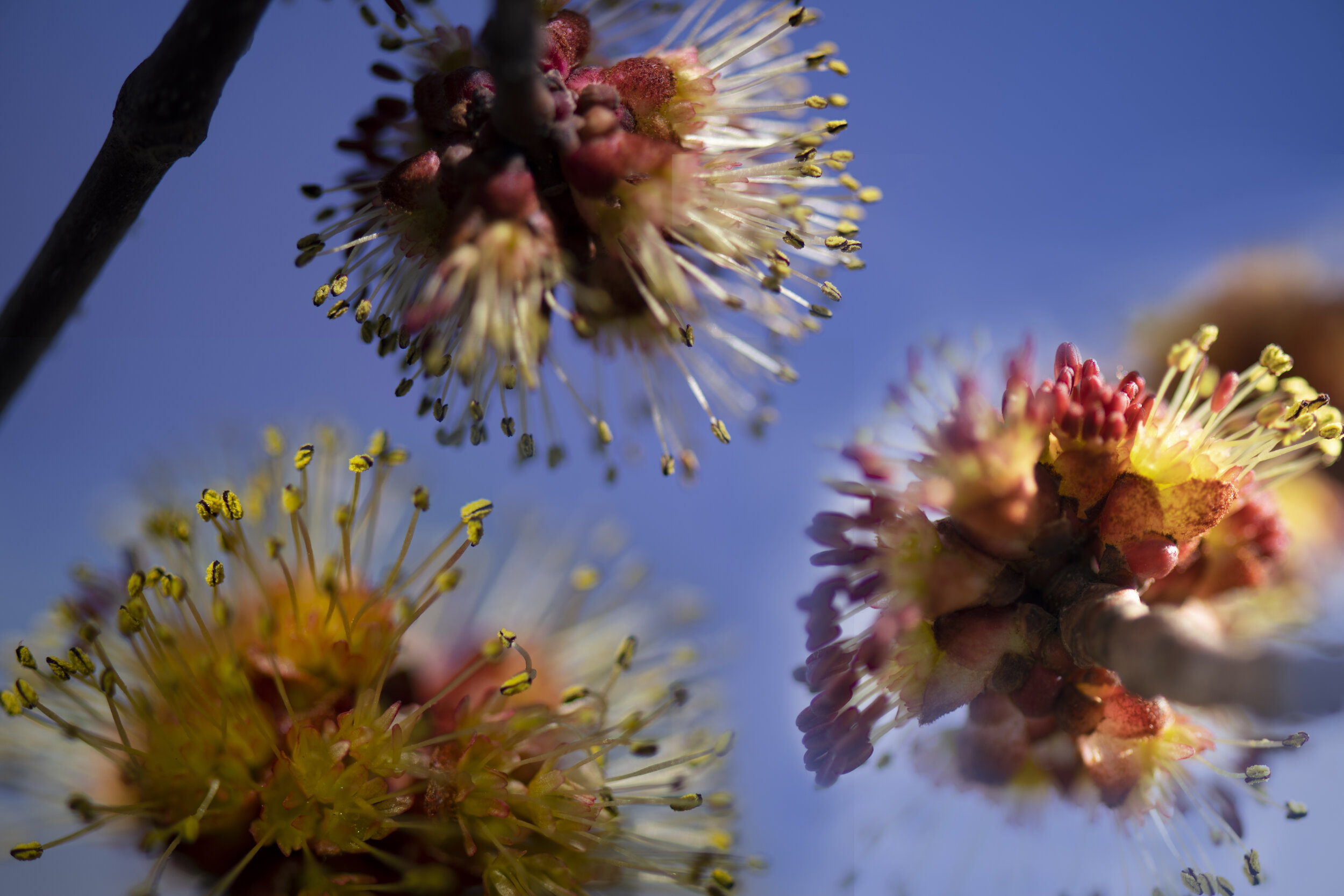 Blossoming Maple.jpg