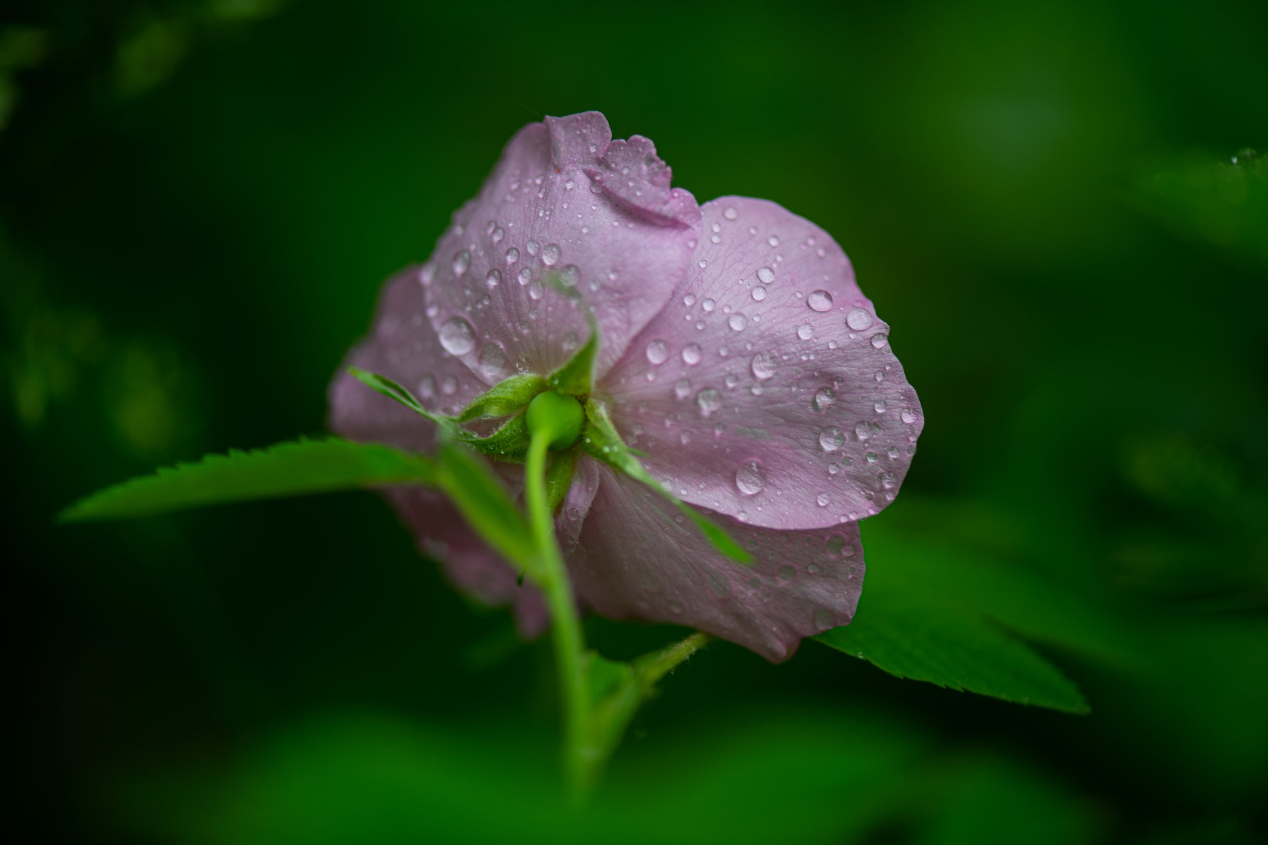 Zippel Bay Park After the rain