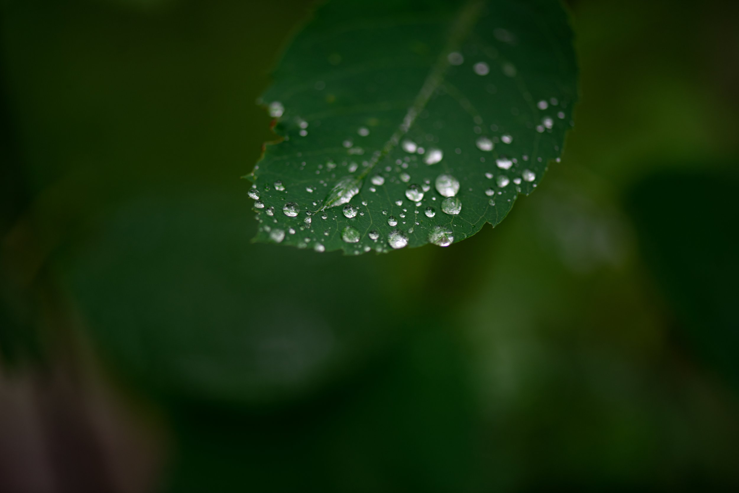 Zippel Bay Park - Morning Rain Drops