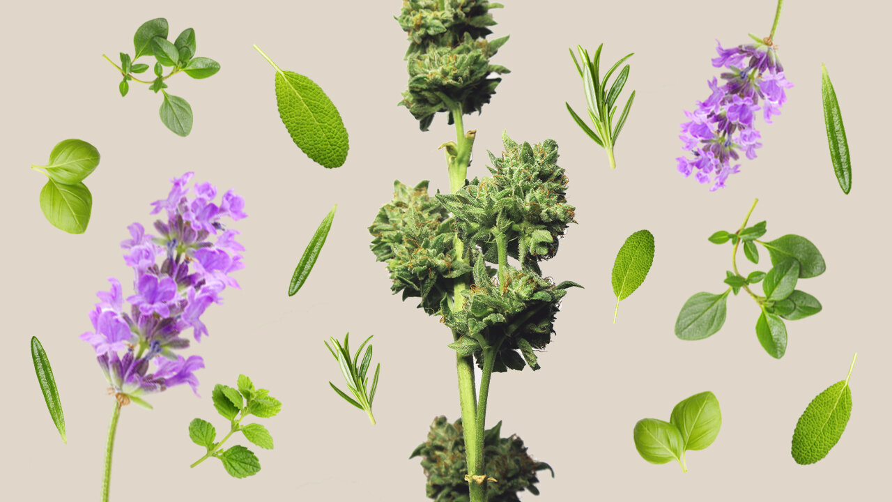 Herbs & Cannabis