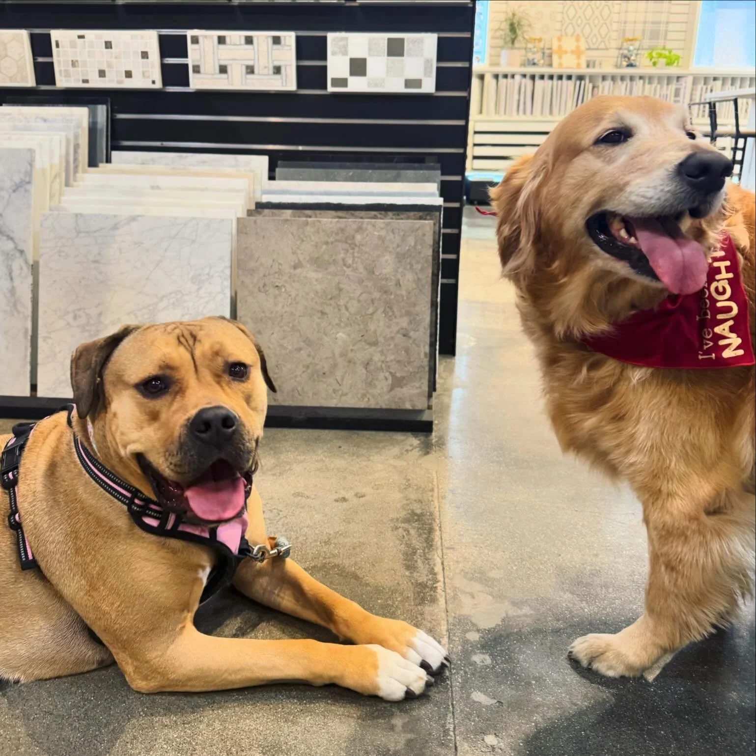 Happy Holidays from all of us at Saxum including these 2 beautiful cousins. 🎄🕎❤️