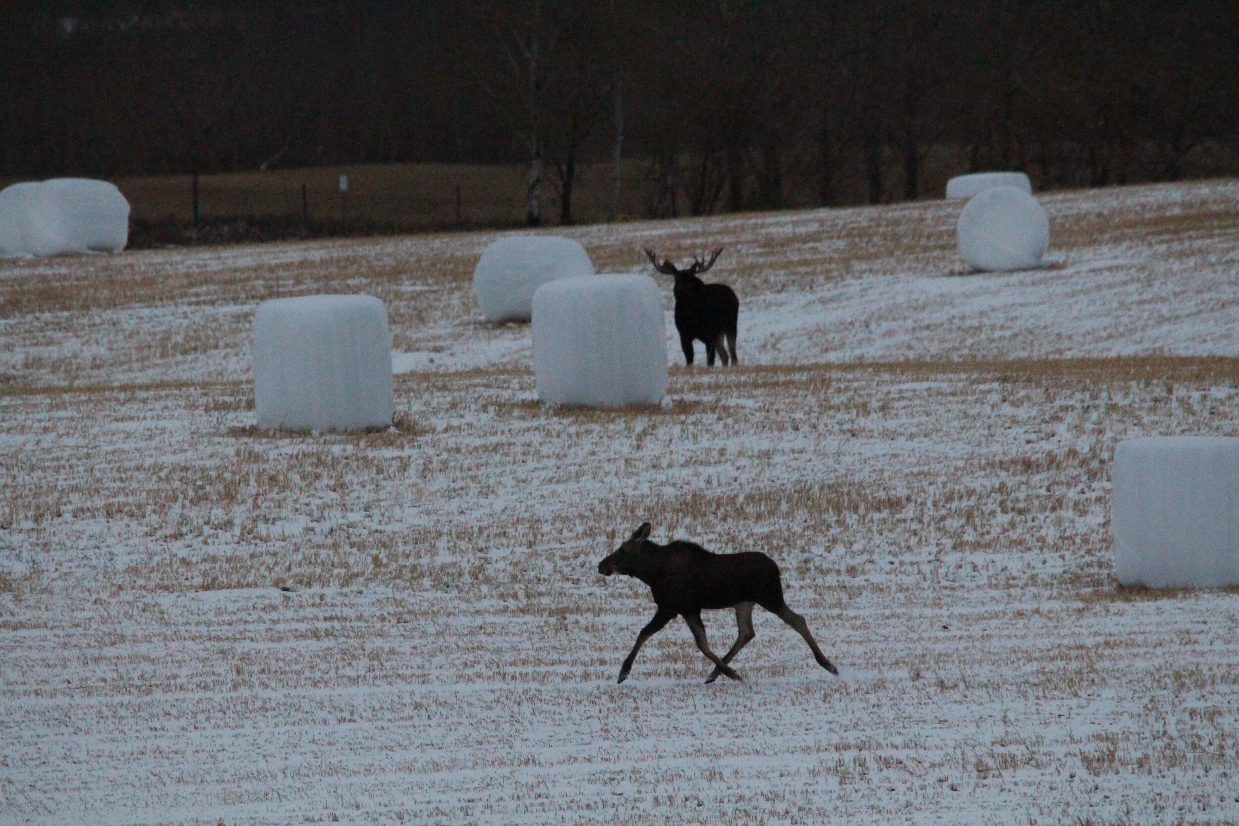 Two moose in one shot!! Lucky Day!