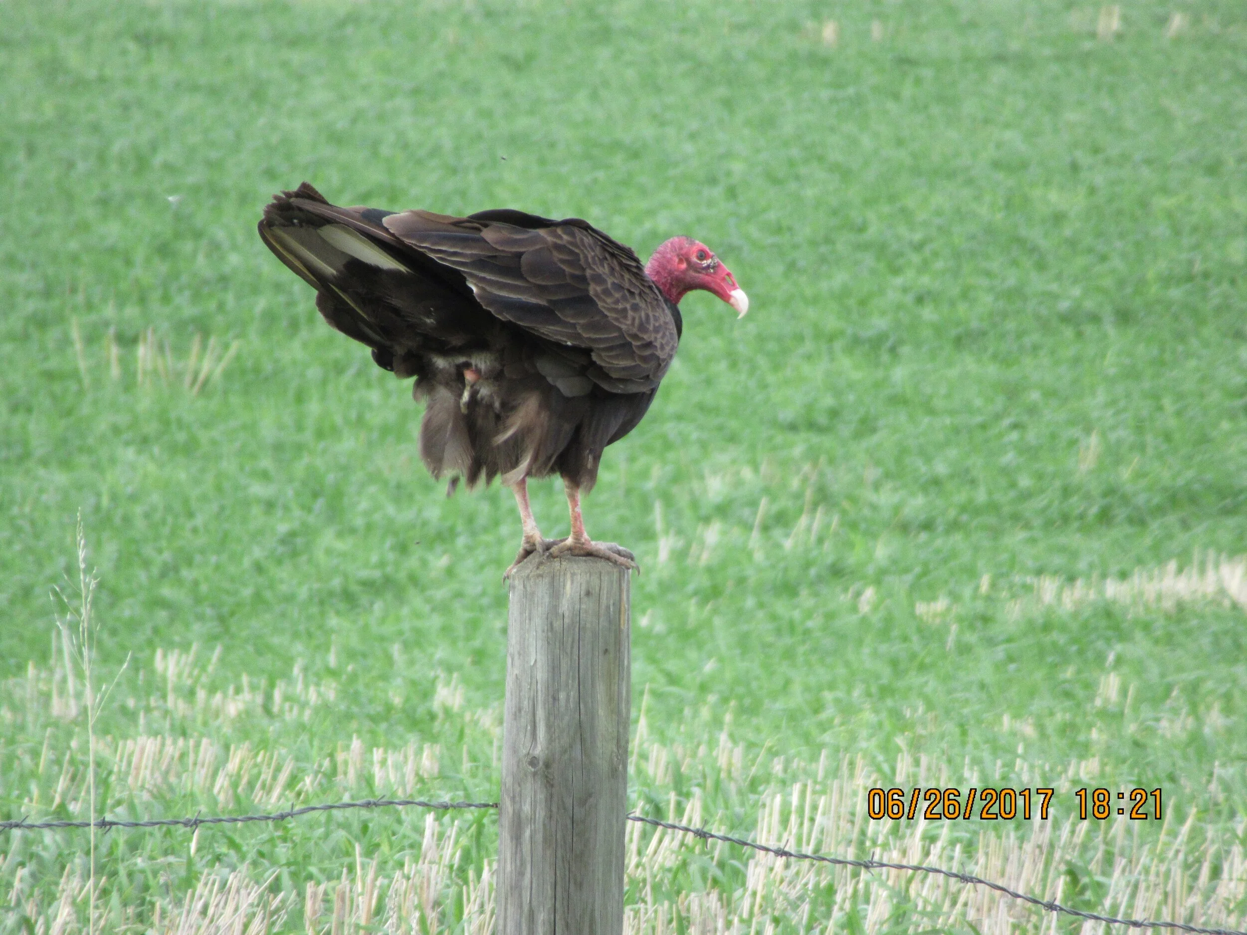 Turkey Vulture.  We typically have a pair of them