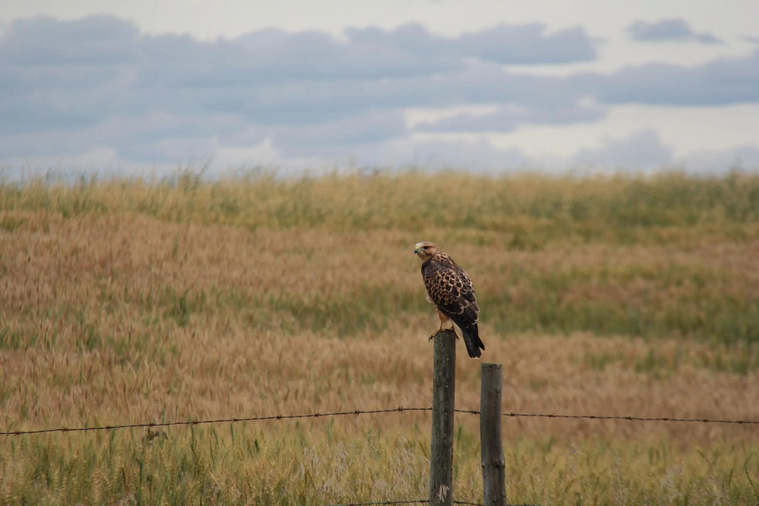Another beautiful hawk.  They become accustomed to us being in the yard with them