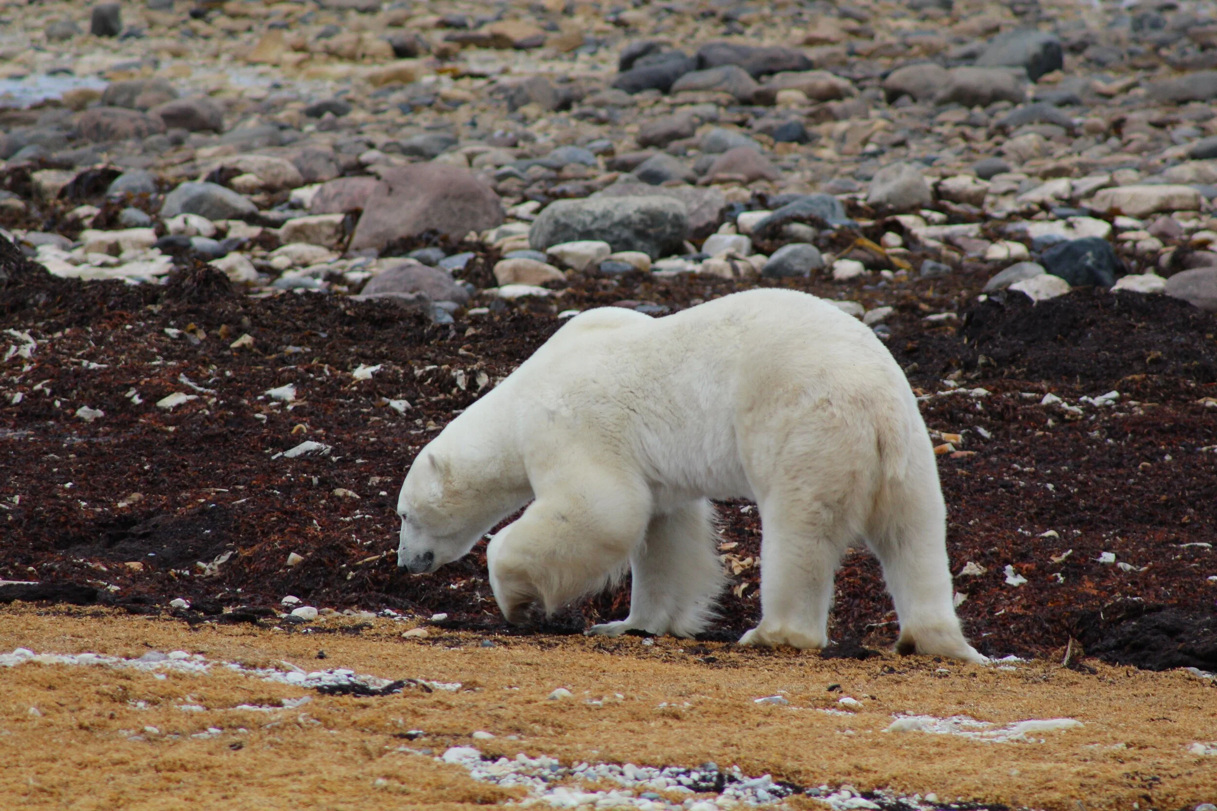 Photo workshop in Churchill, MB in October 2014.  Amazing experience riding around in the Tundra Buggy!